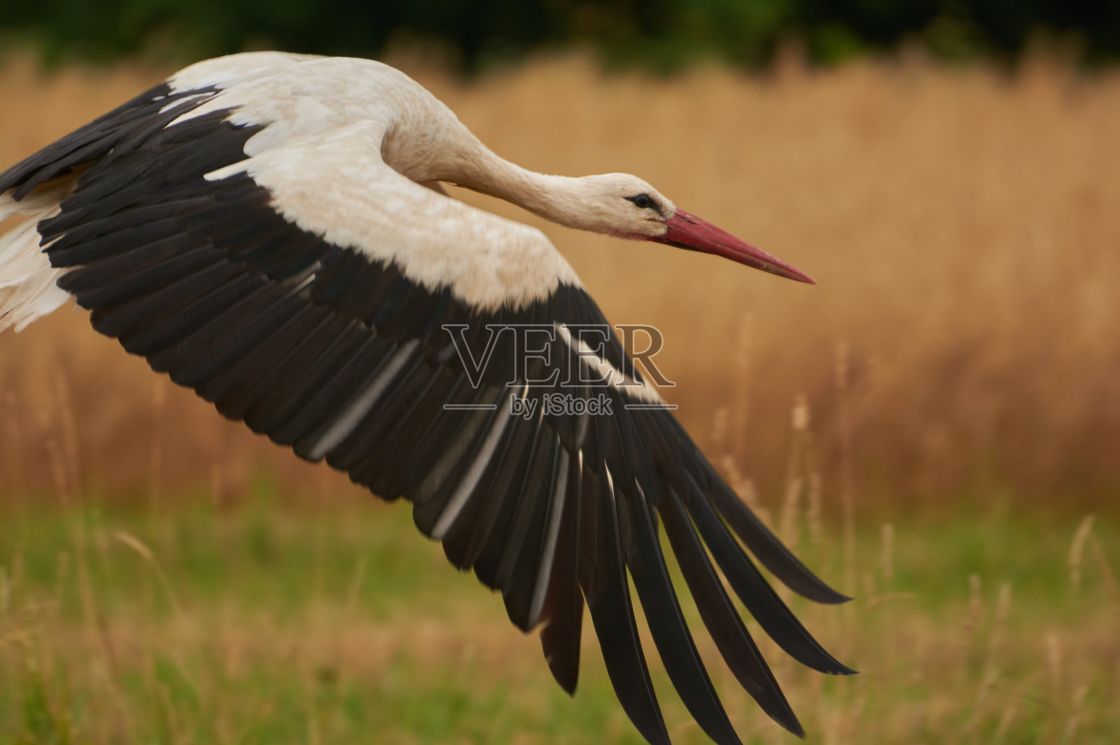 白鹳(Ciconia Ciconia)照片摄影图片