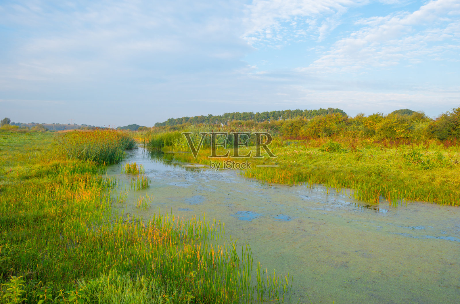 夏日日出时的池塘边照片摄影图片