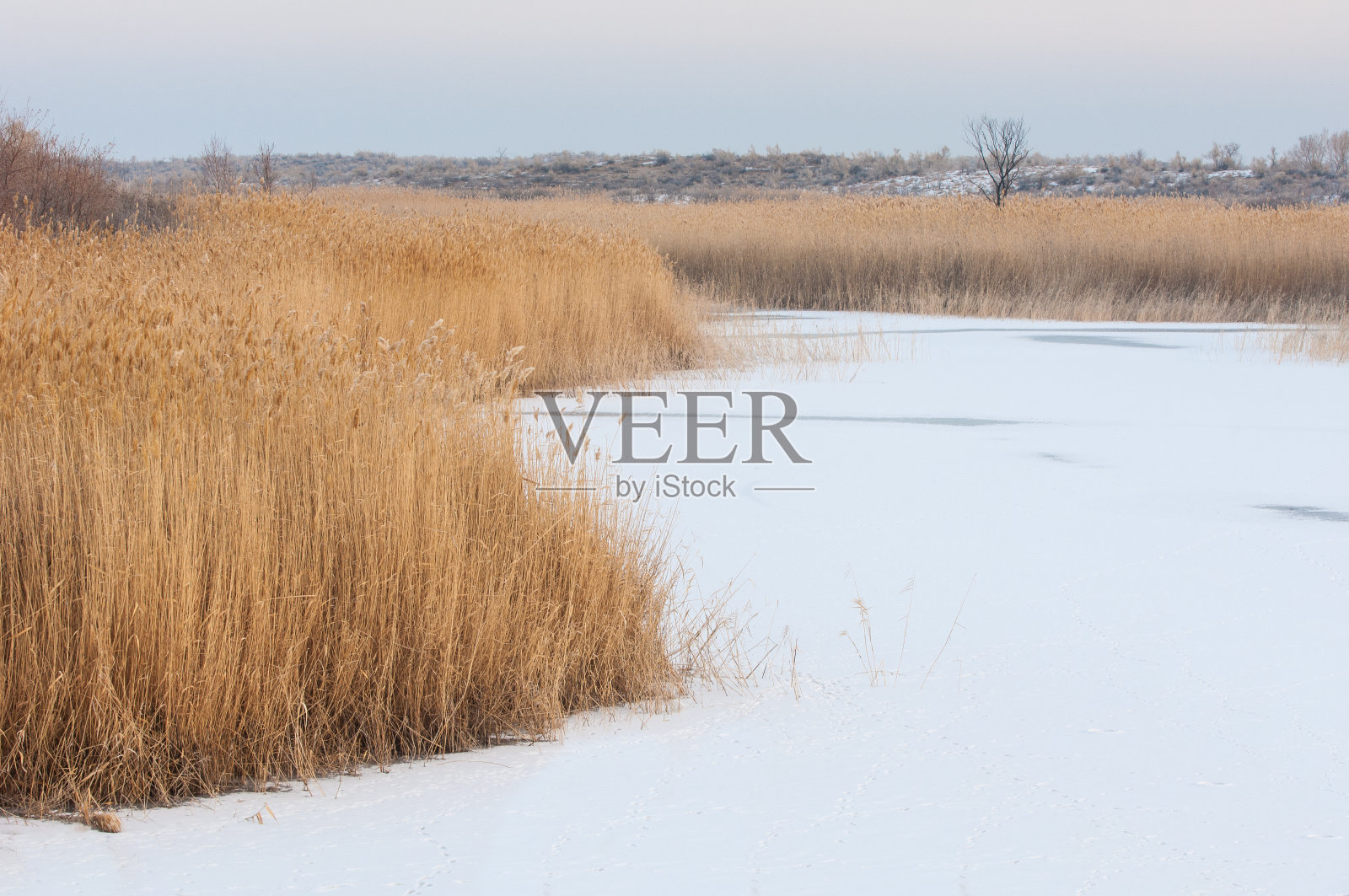 芦苇照片摄影图片