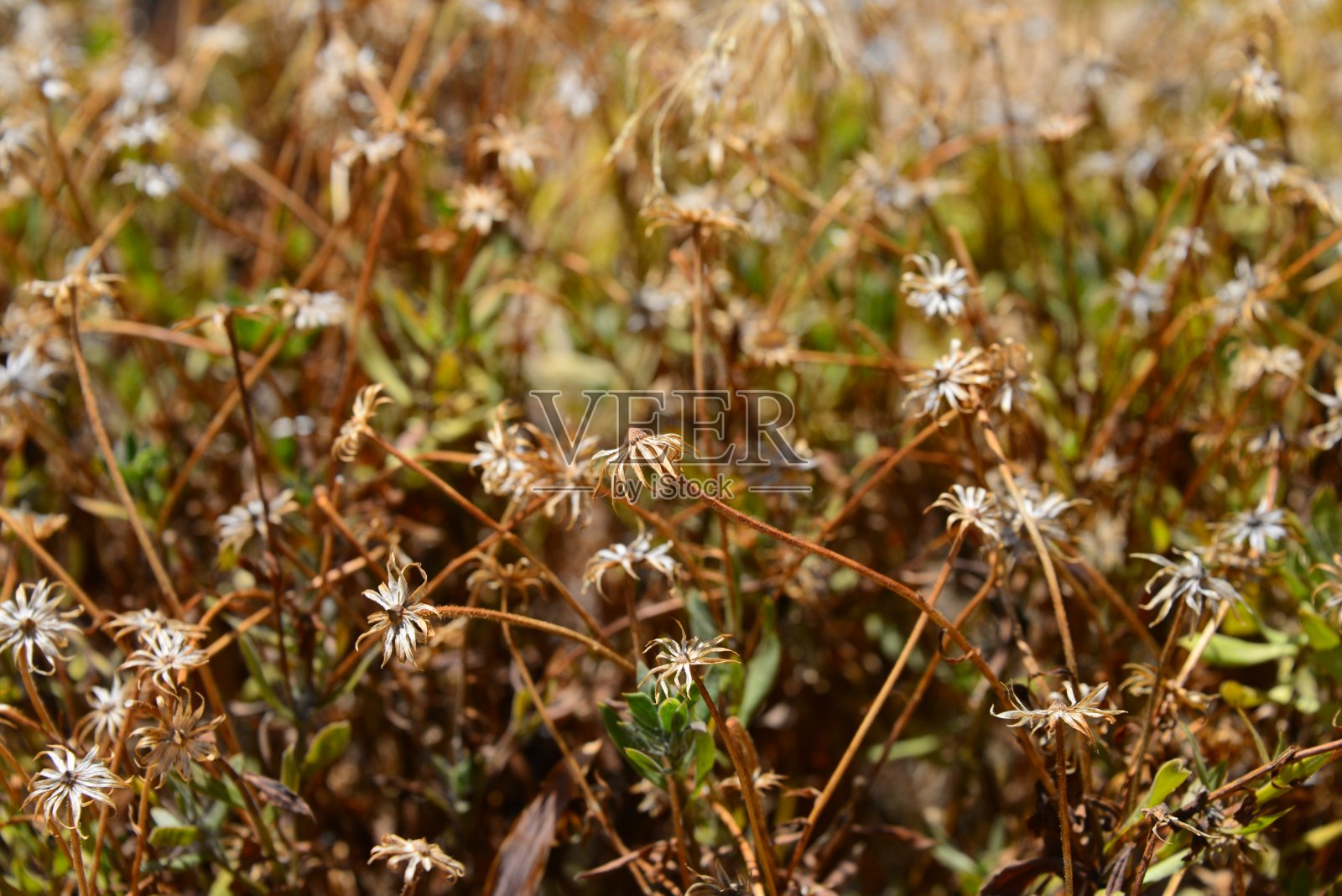 西班牙马加里滕布莱特照片摄影图片