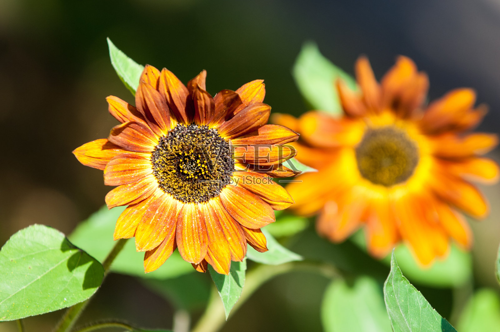 向日葵,向日葵照片摄影图片