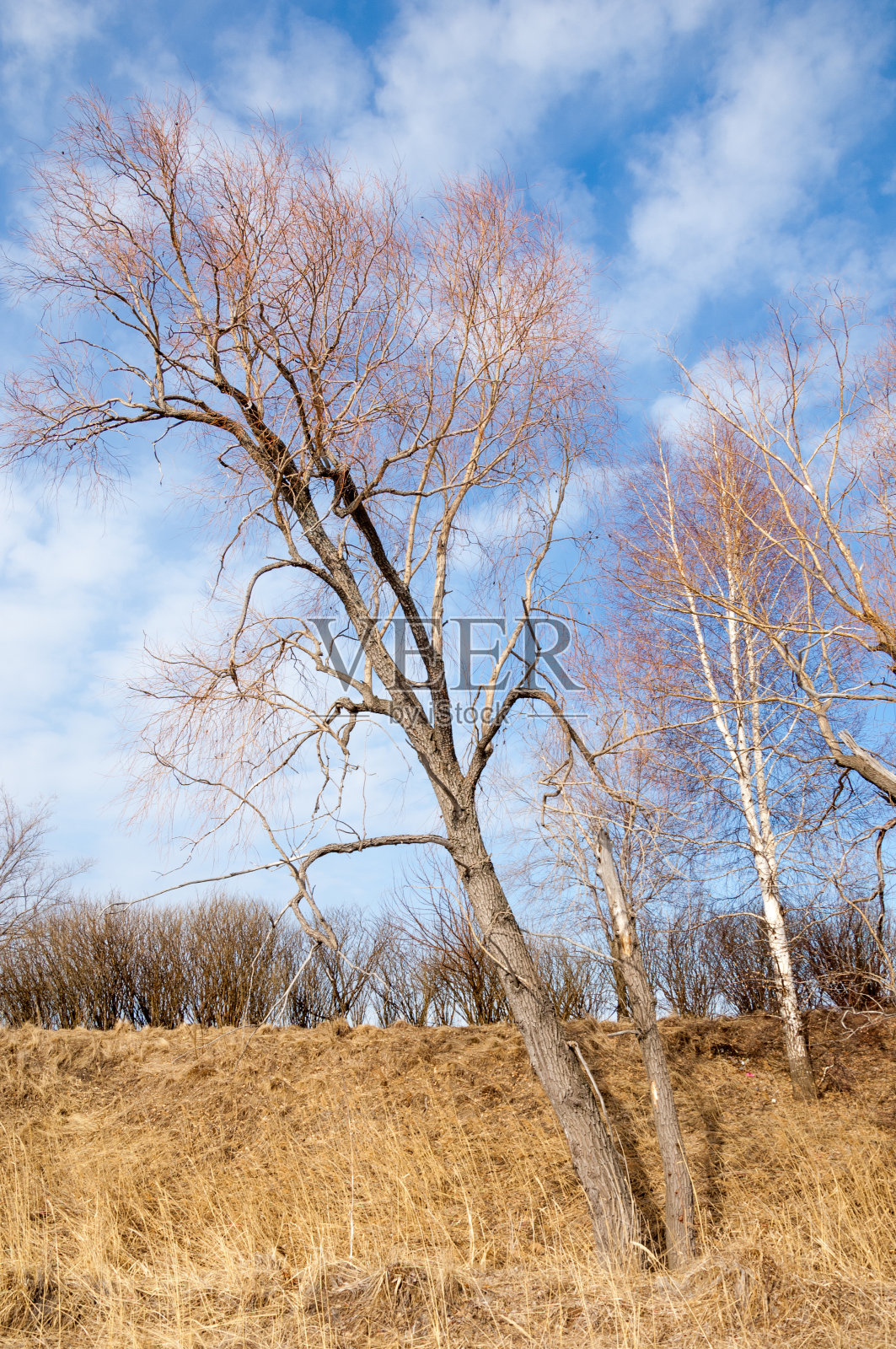 春天的森林里，小草枯萎了，最后一场雪，暖暖的春日，桌面的壁纸。照片摄影图片