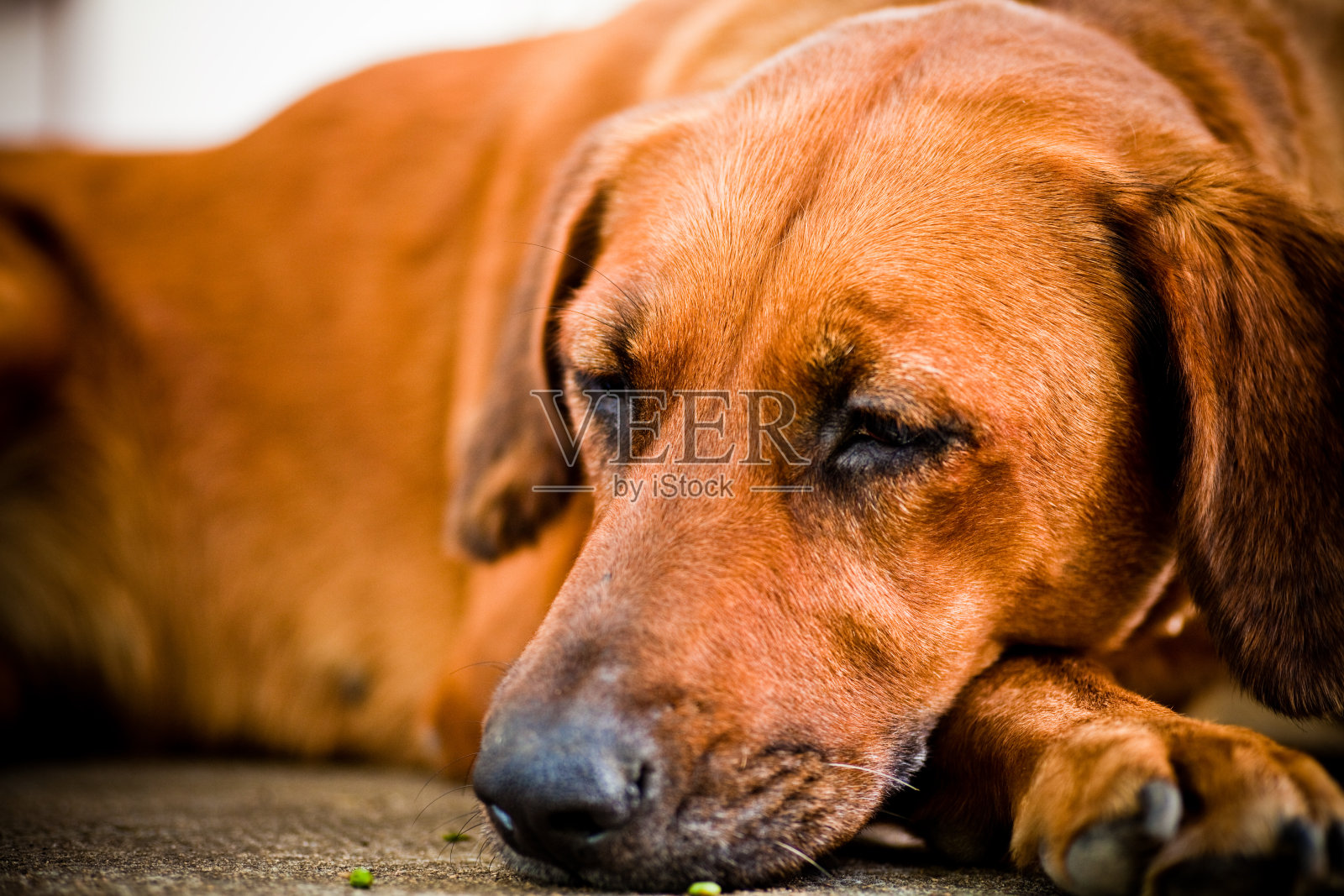 睡觉的狗照片摄影图片