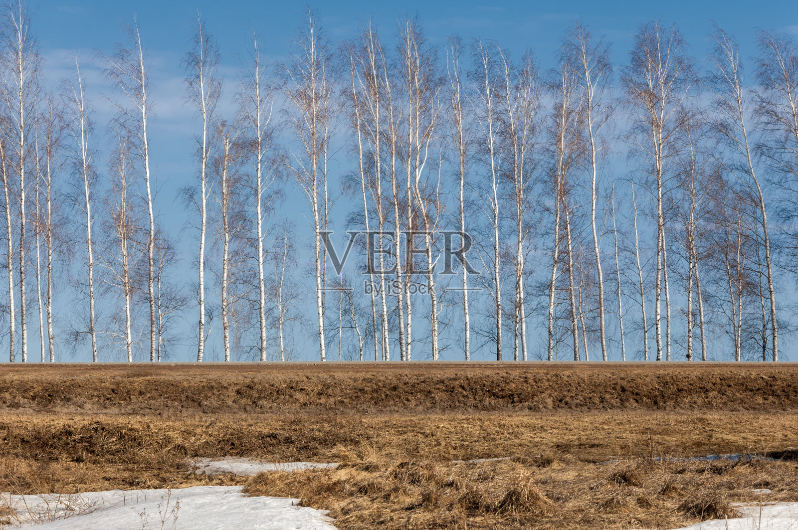 春天的森林里，小草枯萎了，最后一场雪，暖暖的春日，桌面的壁纸。照片摄影图片