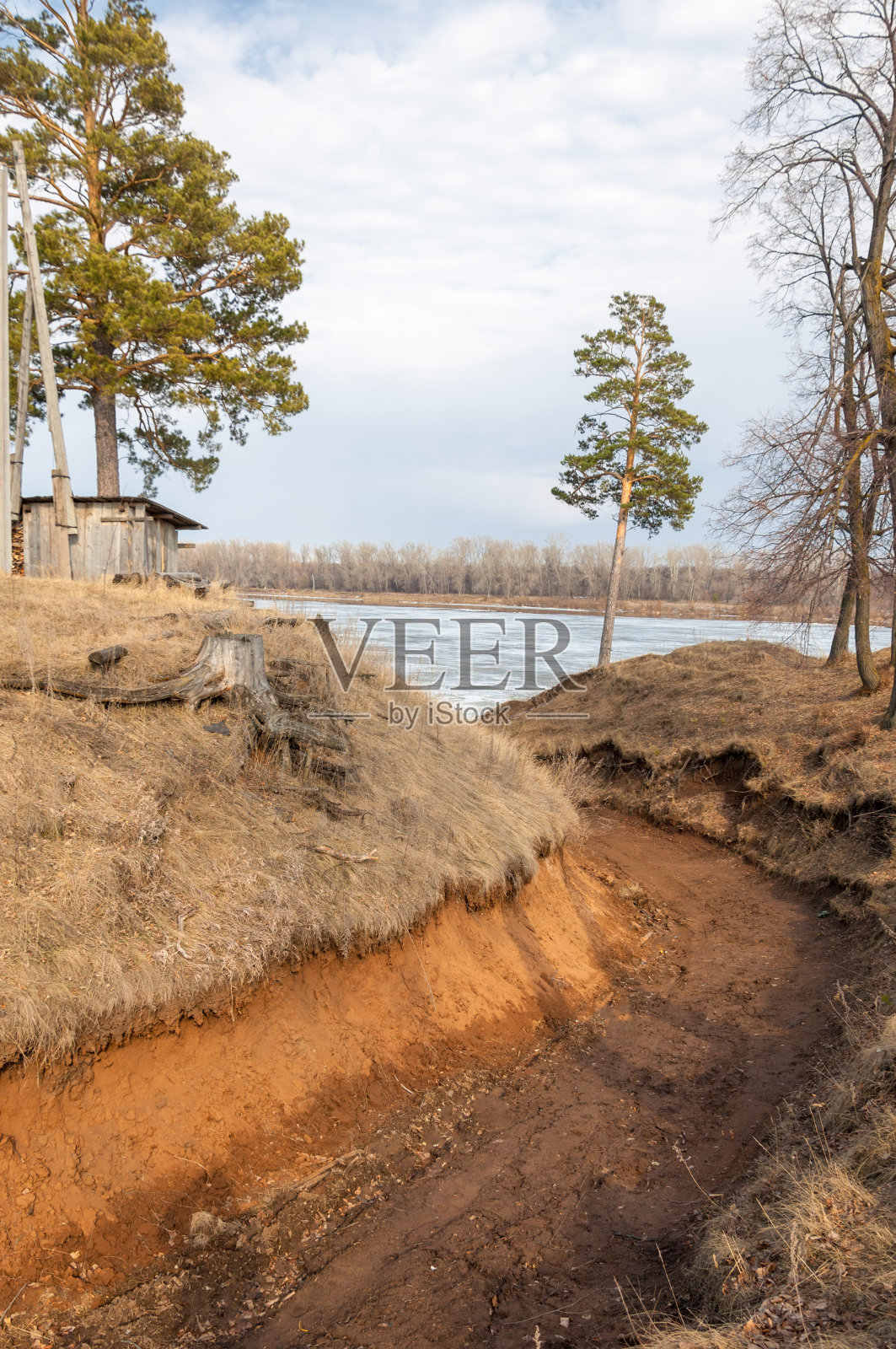 春天的松林。河冰。春天的季节。春天，春天，春潮，盛年照片摄影图片