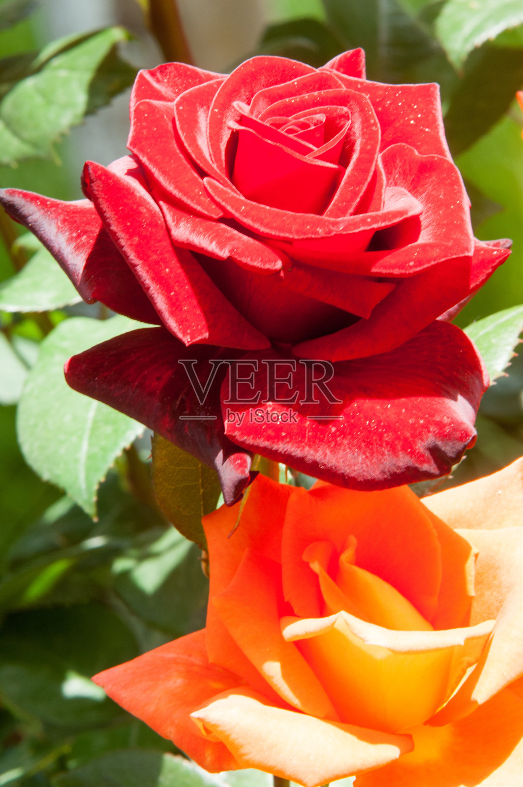 玫瑰花朵。一种带刺的灌木或灌木，通常开有红色、粉红色、黄色或白色的芳香花朵，原产于北温带地区照片摄影图片