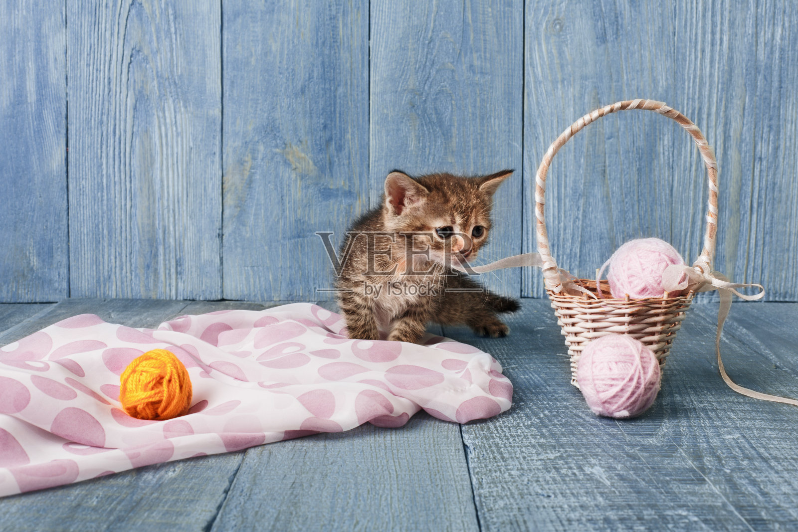 灰条纹小猫在蓝色的木材照片摄影图片