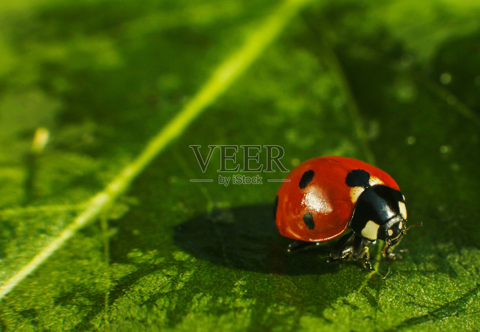 宏观的虫子昆虫(瓢虫)红色和黑点颜色近距离上的绿叶或叶片在自然界照片摄影图片