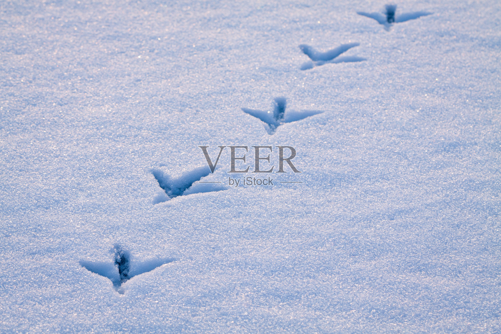 苍鹭在雪地上留下的一行脚印。照片摄影图片
