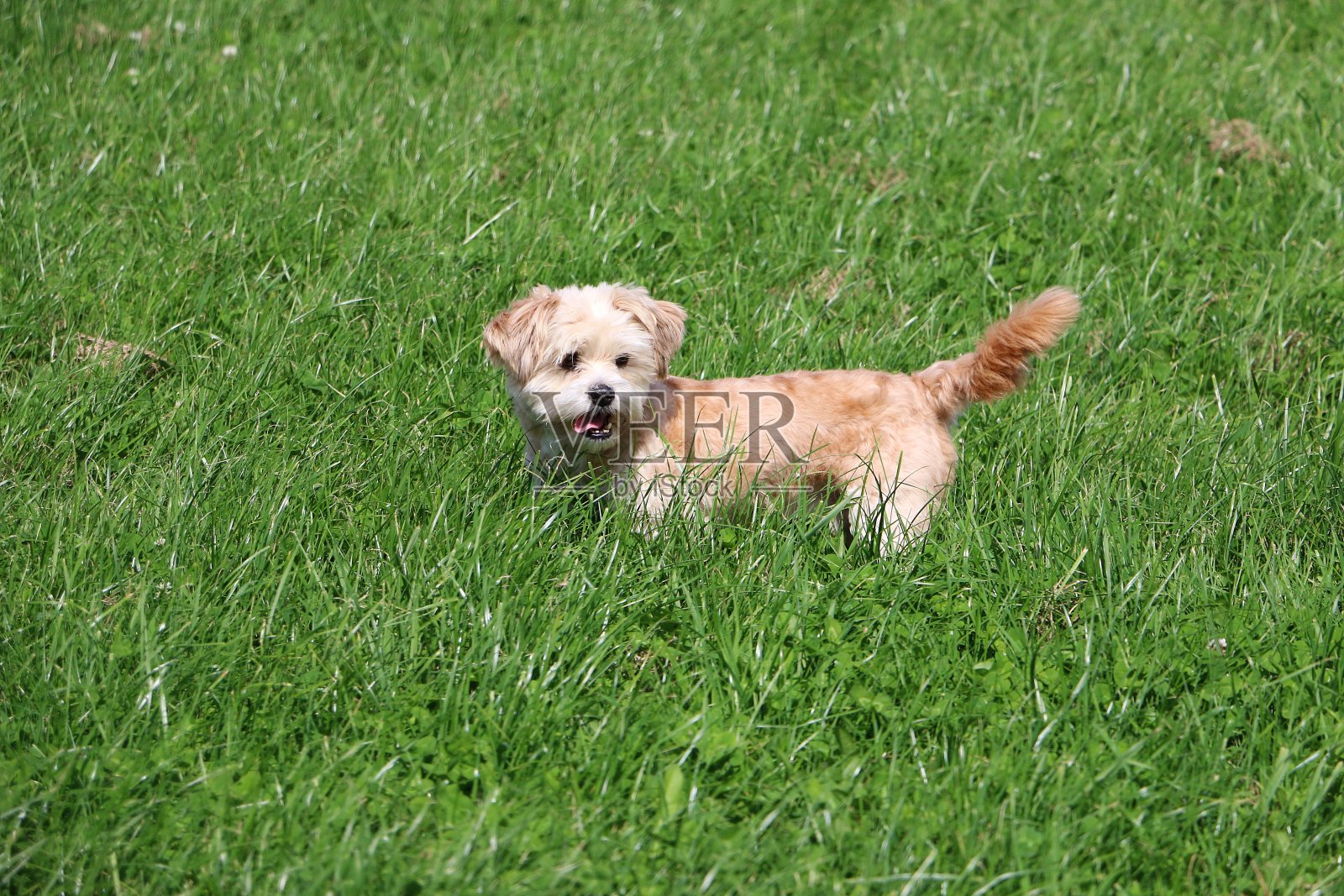 矮冬瓜在花园里很开心照片摄影图片