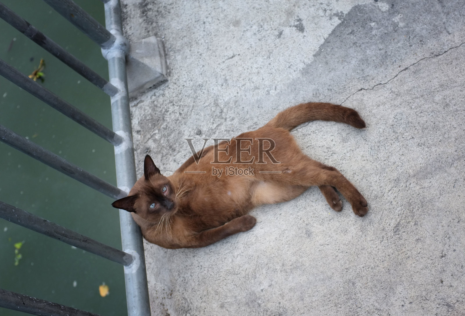 可爱的小猫在街上睡觉，概念快乐，好日子，懒人照片摄影图片