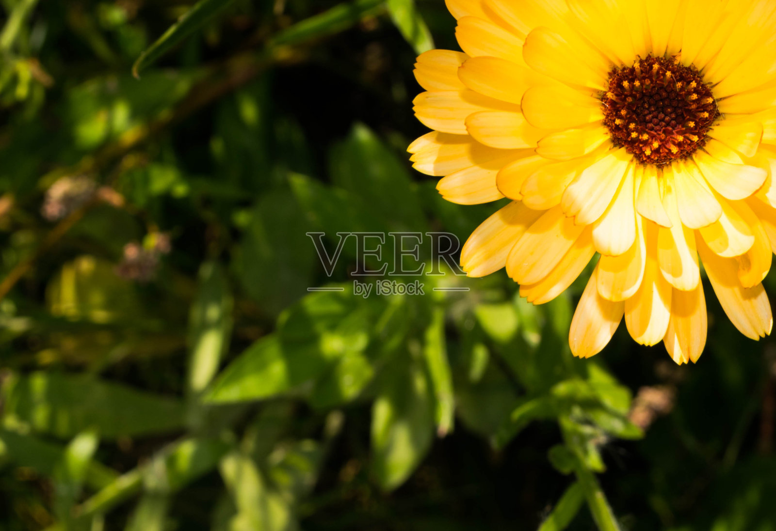 可爱的橙色花朵照片摄影图片