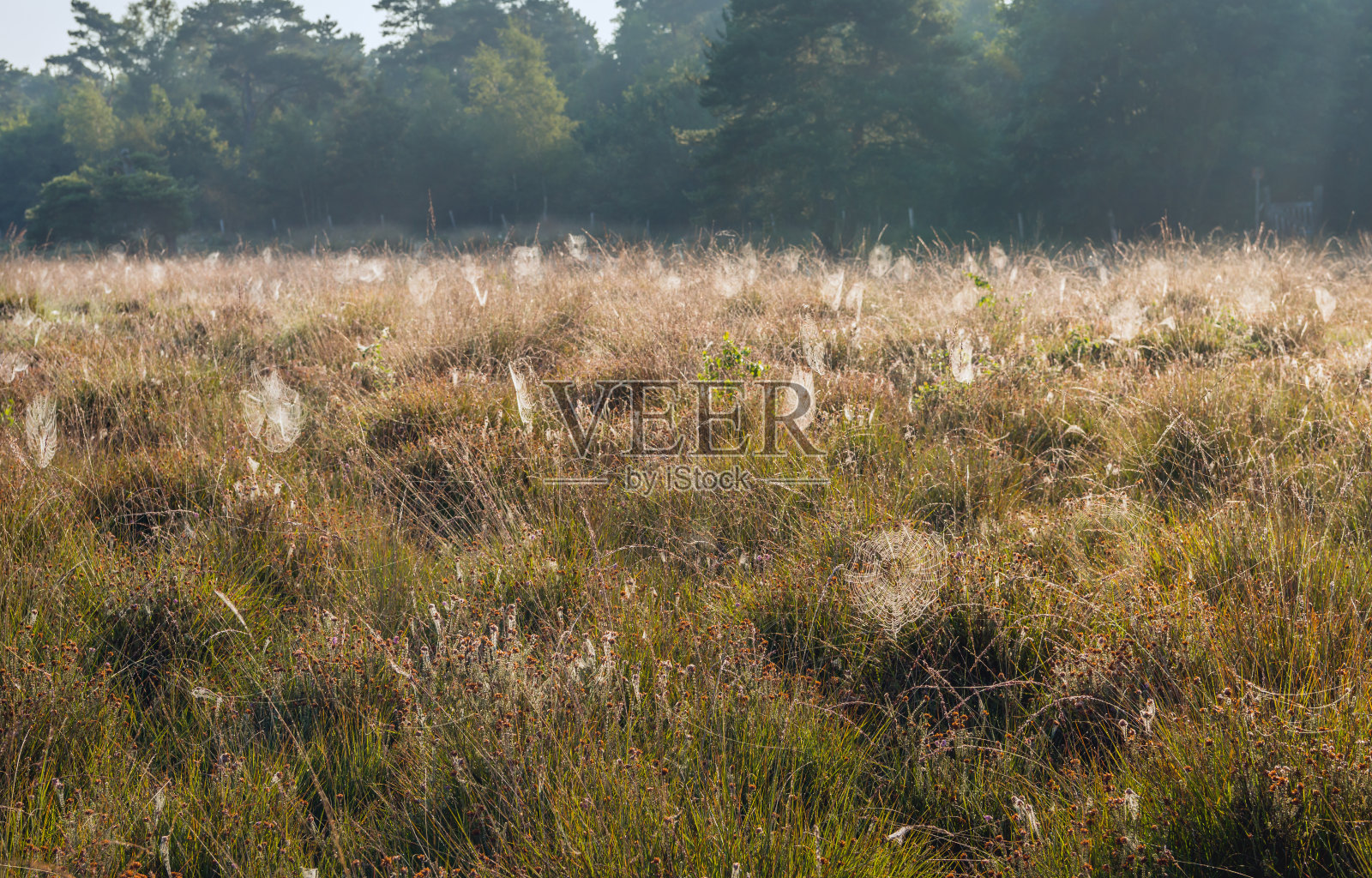在草丛和开花的石南丛中有许多潮湿的蜘蛛网照片摄影图片