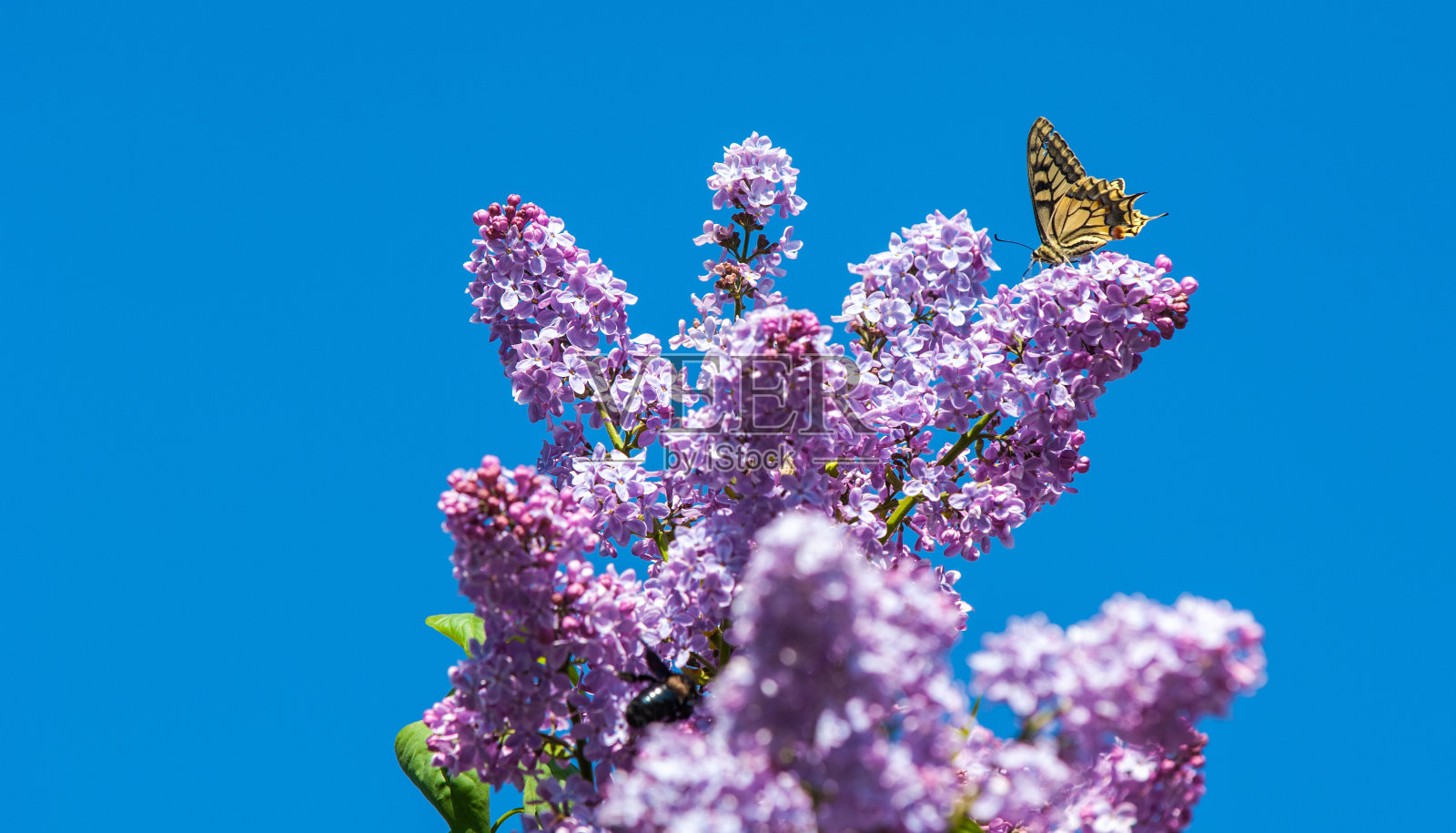 春天。淡紫色的花照片摄影图片