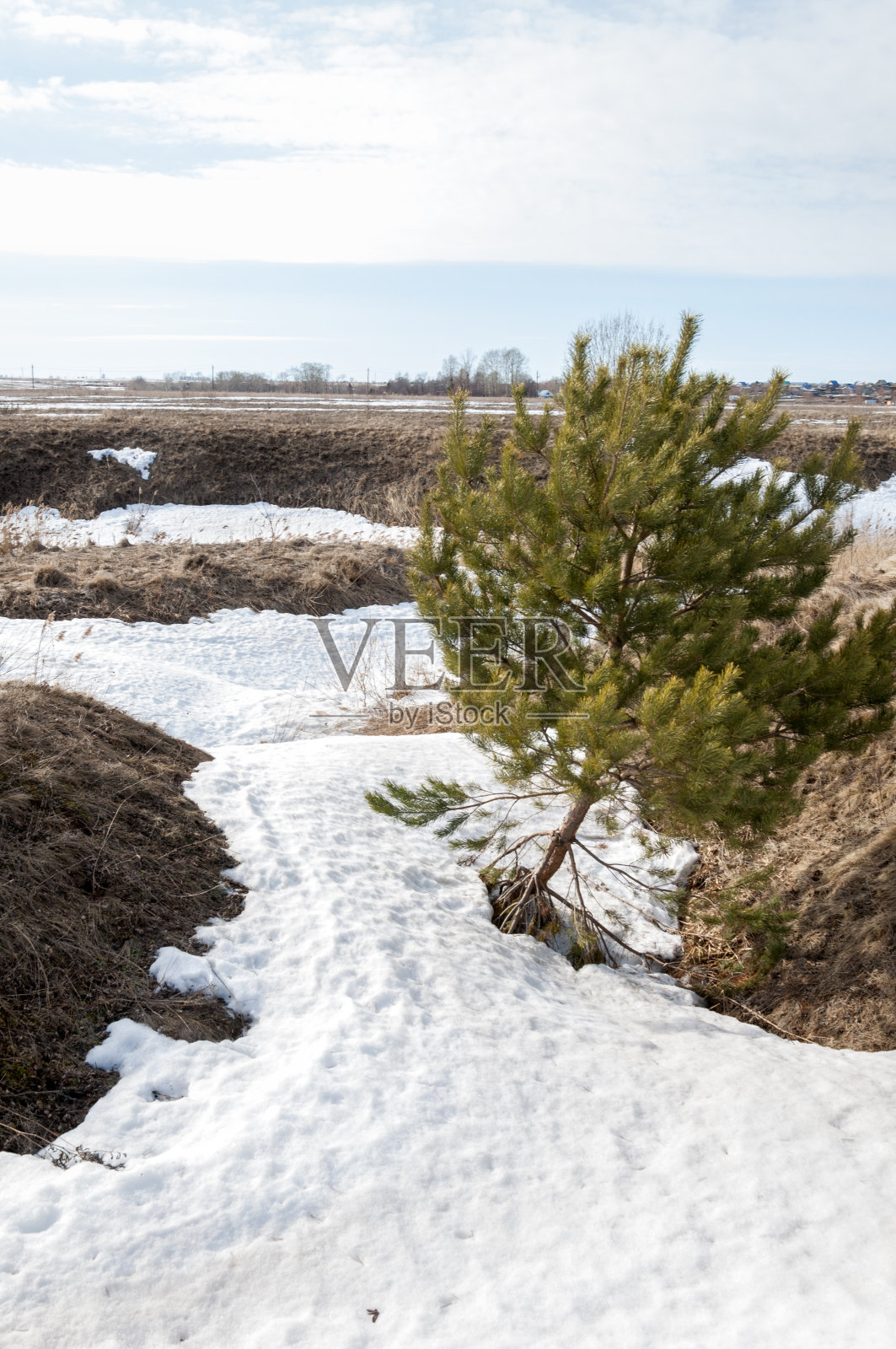 春天的松林。河冰。春天的季节。春天，春天，春潮，盛年照片摄影图片
