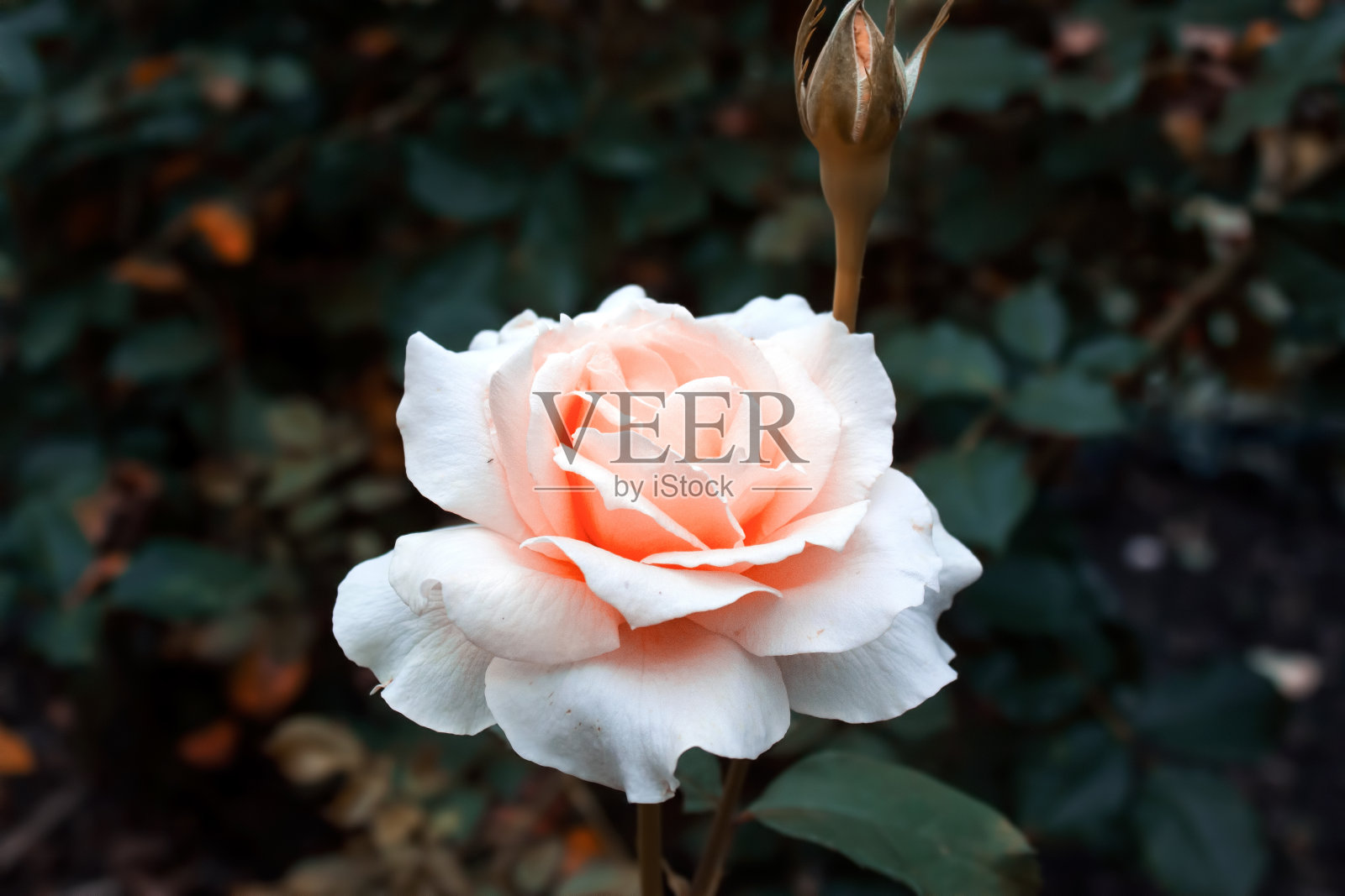 花园里盛开的白玫瑰照片摄影图片