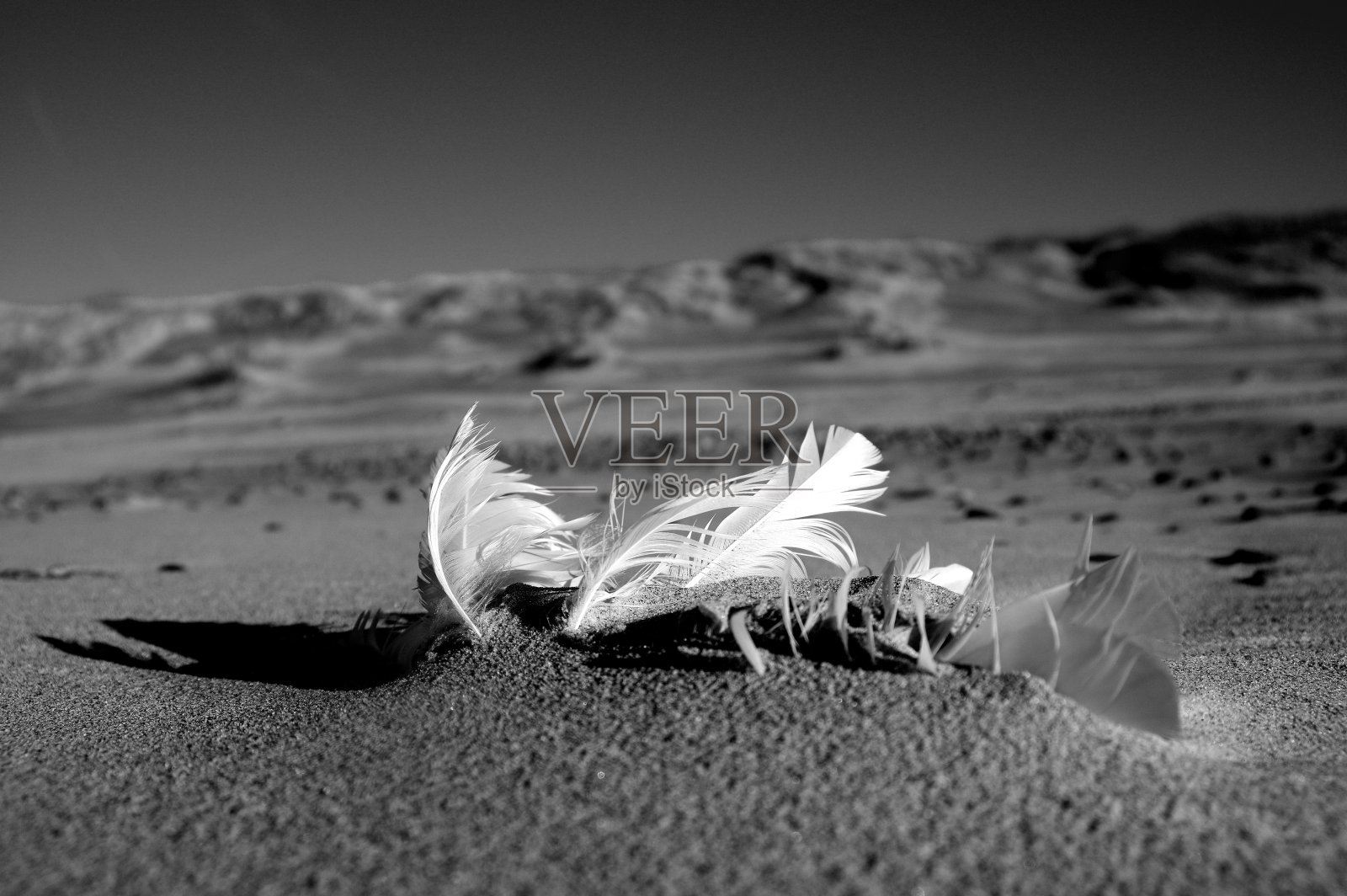 羽毛照片摄影图片