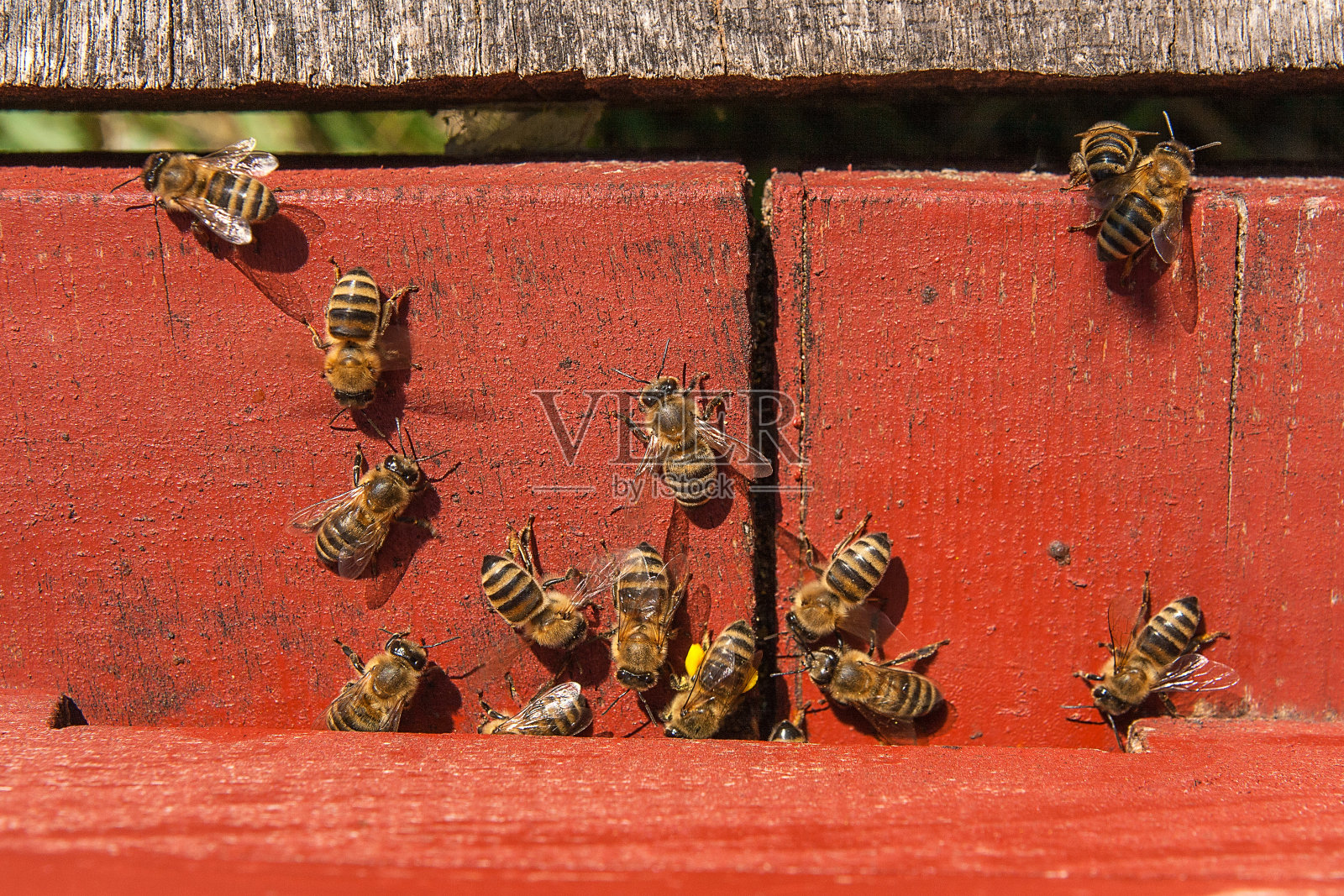 养蜂场蜂箱入口有大量蜜蜂。照片摄影图片