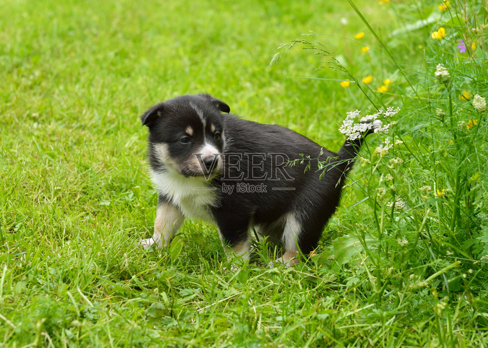 每月一只小狗在林中漫步照片摄影图片