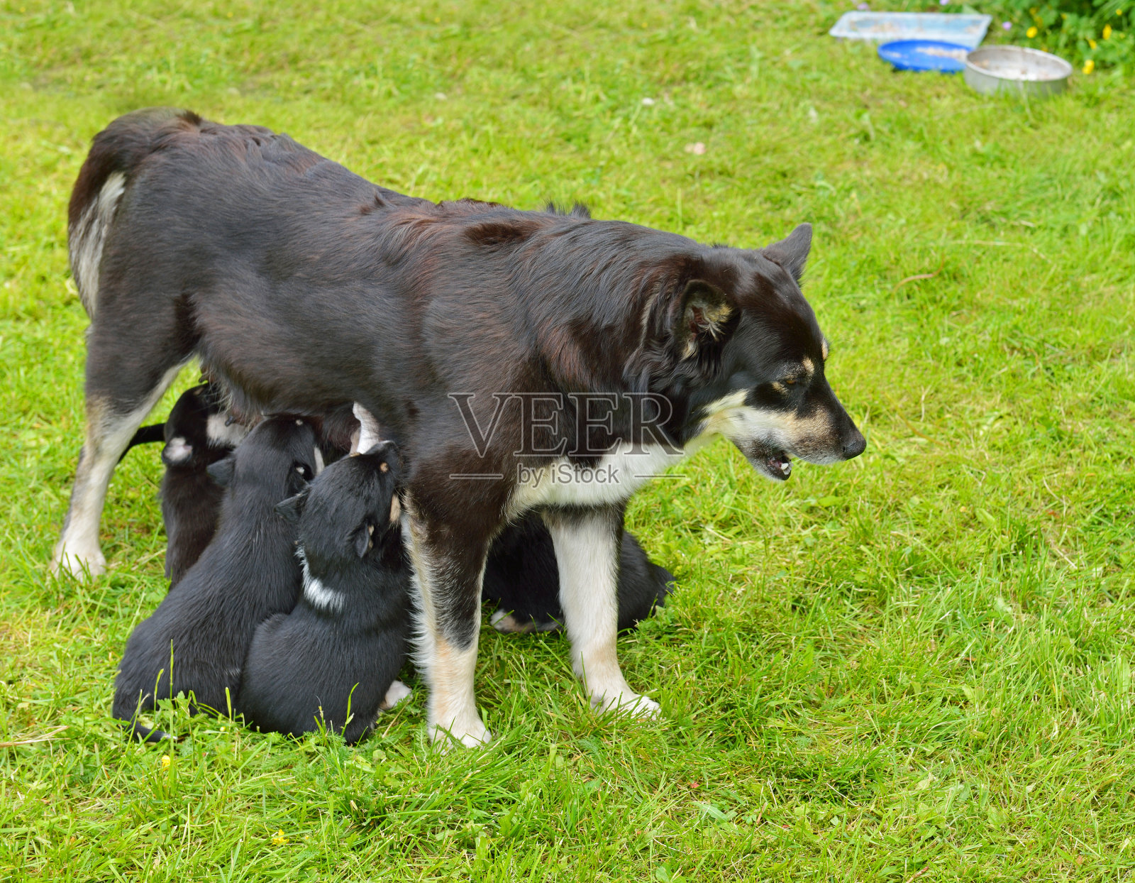 拉普兰驯鹿狗，驯鹿牧人，lapinporokoira(芬兰语)，lapsk vallhund(瑞典语)。小狗给妈妈喂奶。照片摄影图片