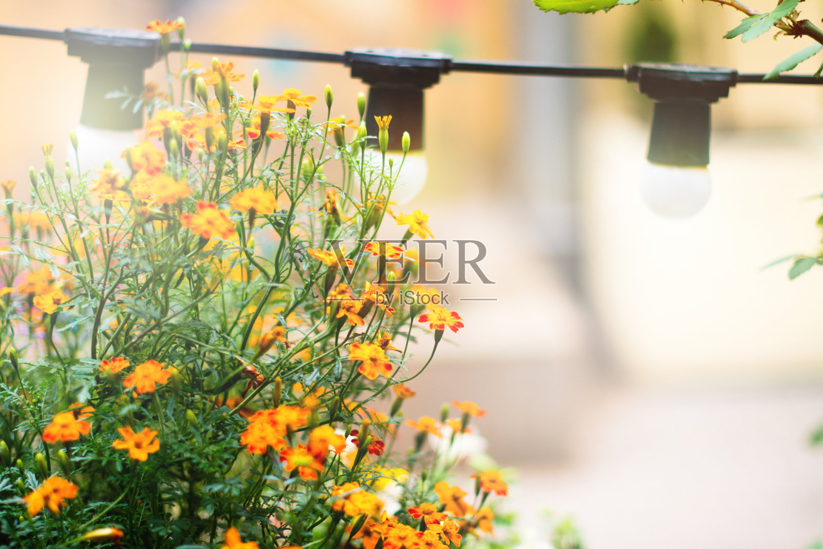 朦胧的背景上绽放着夏日的花朵照片摄影图片