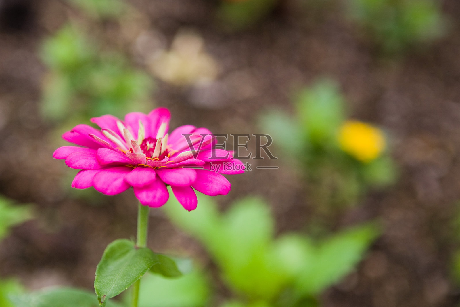 粉红色的花照片摄影图片