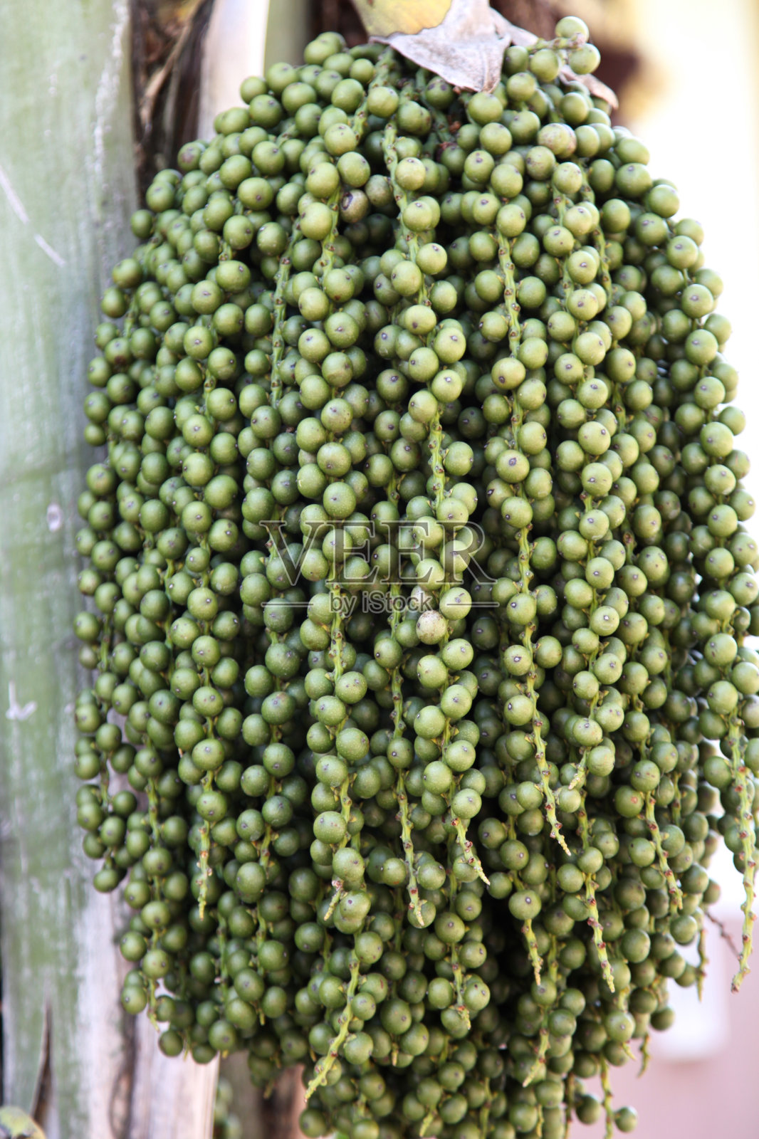 泰国的小水果照片摄影图片