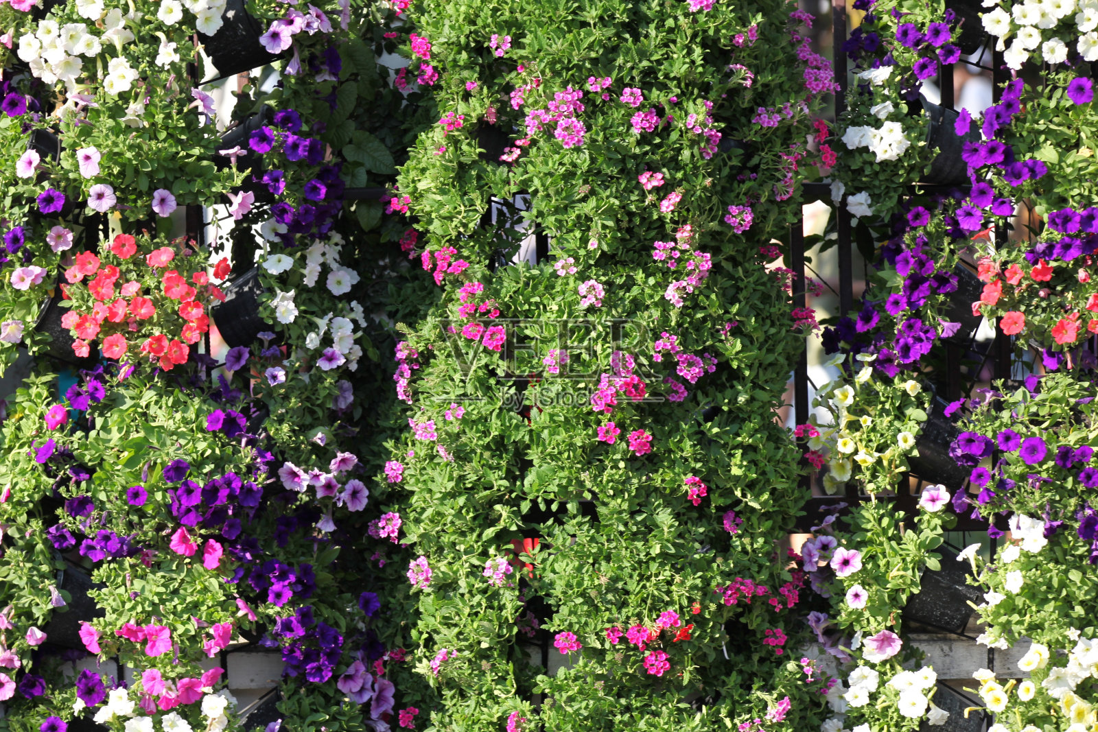 姹紫嫣红的鲜花，泰国照片摄影图片