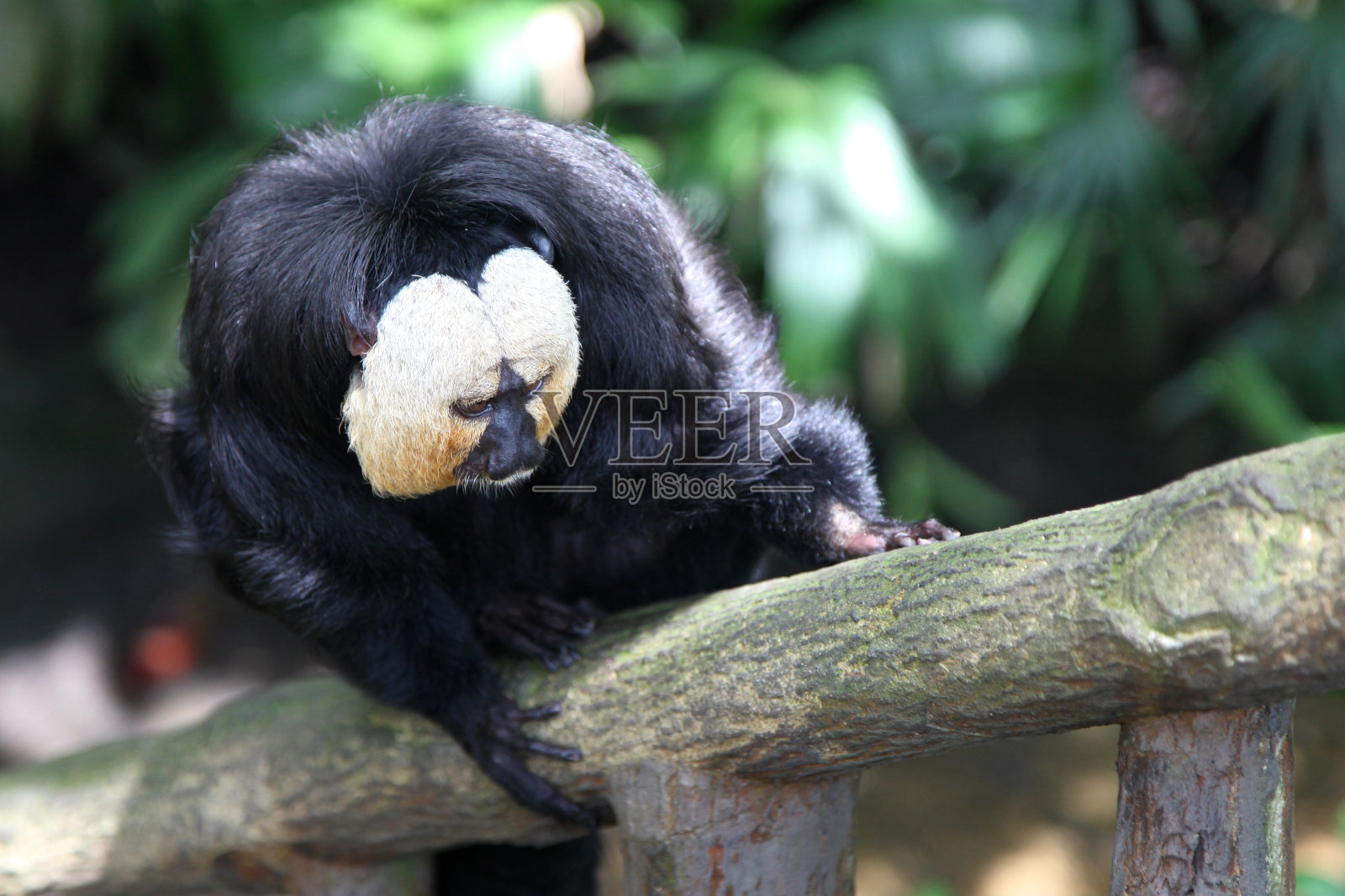 新加坡，猴子们正忙着做家务照片摄影图片