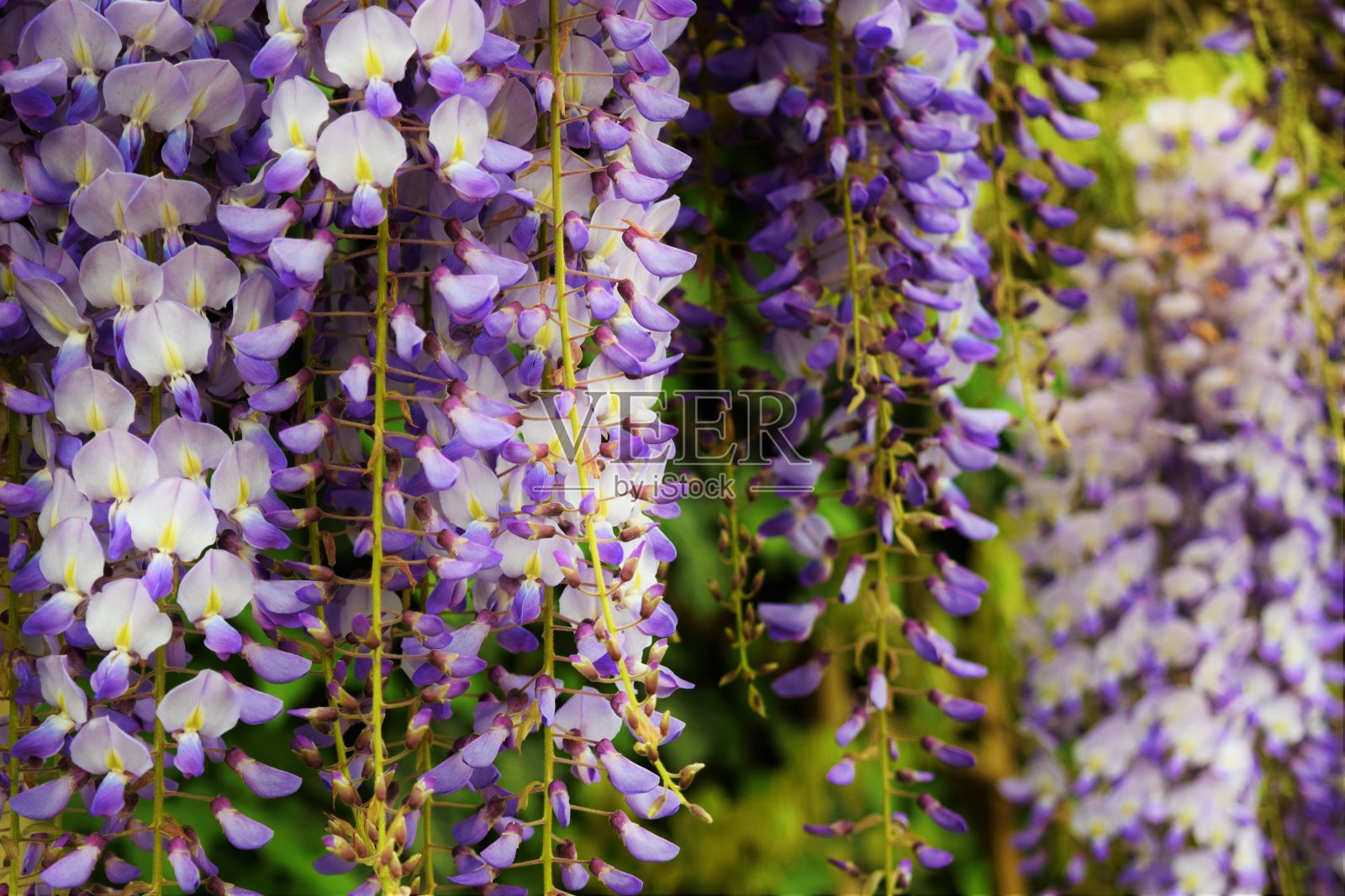 紫丁香照片摄影图片