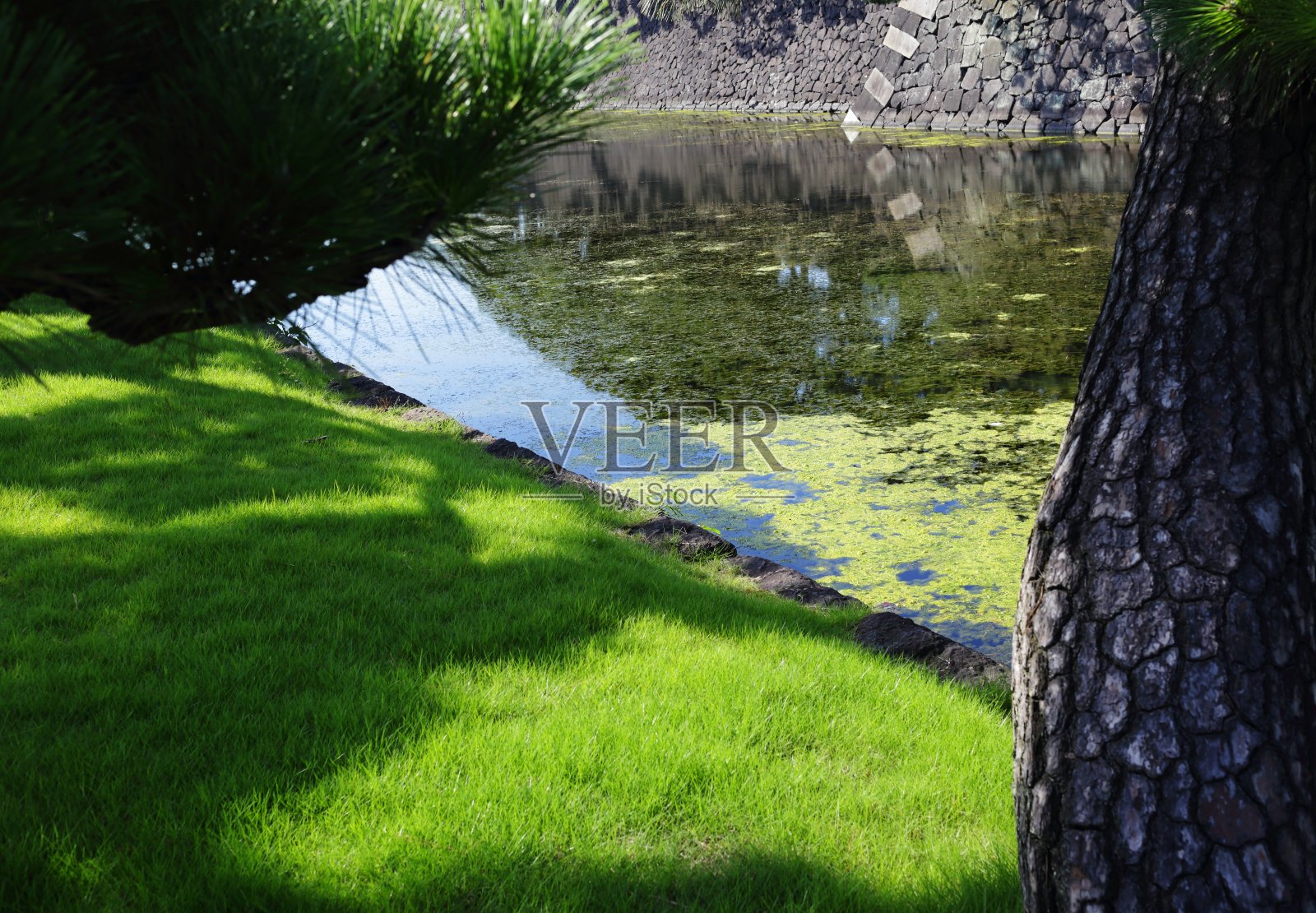茂盛的草坪和水草照片摄影图片