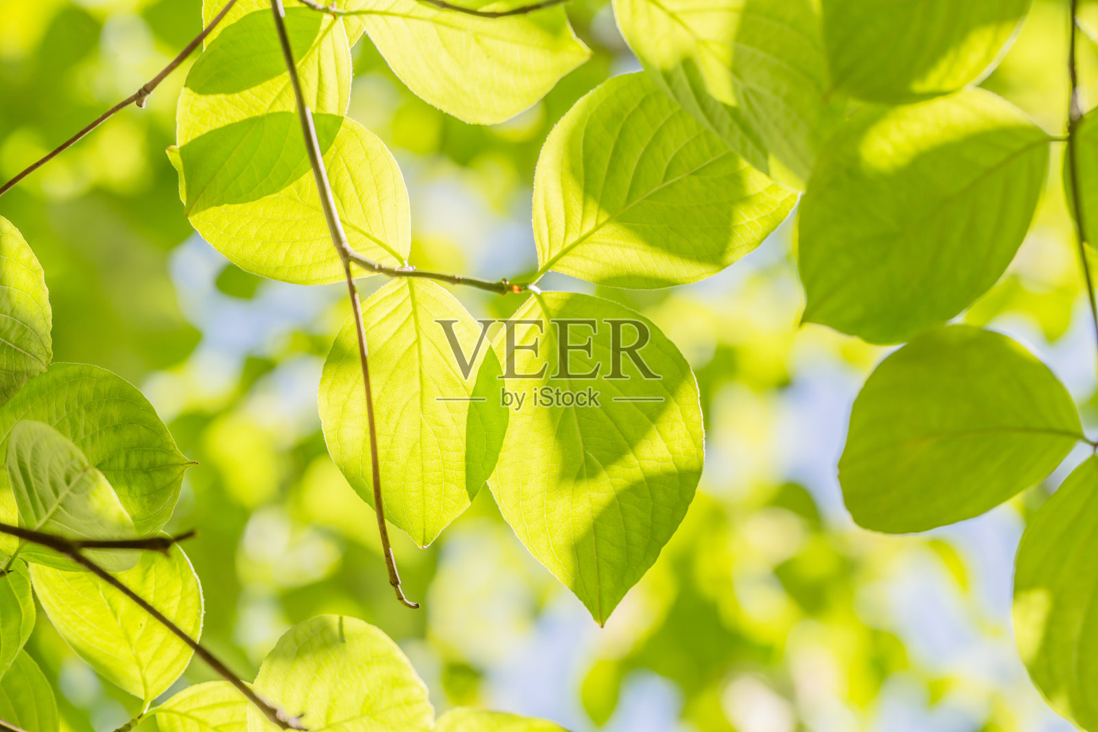 新鲜的绿叶照片摄影图片