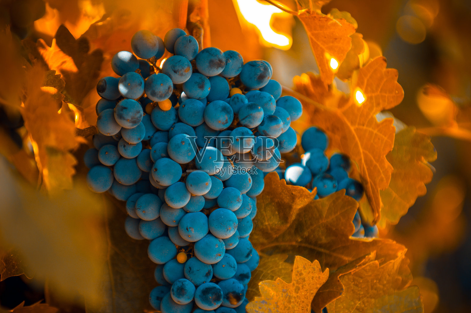 葡萄串，很浅的焦点照片摄影图片