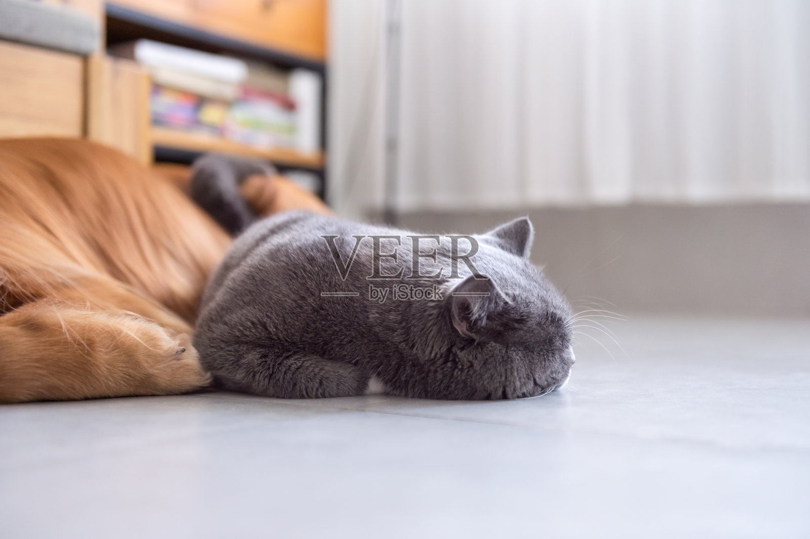 英国短毛猫和金毛猎犬照片摄影图片