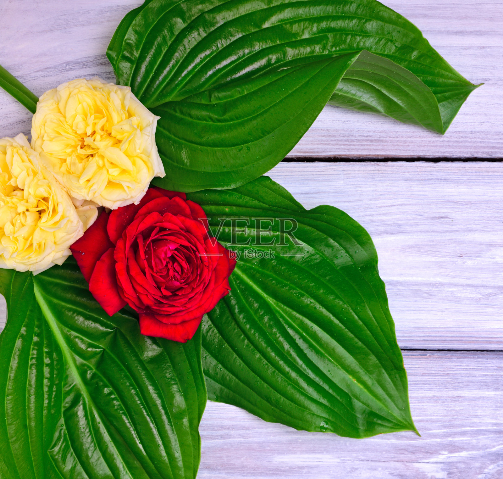 绿叶盛开的玫瑰花蕾照片摄影图片