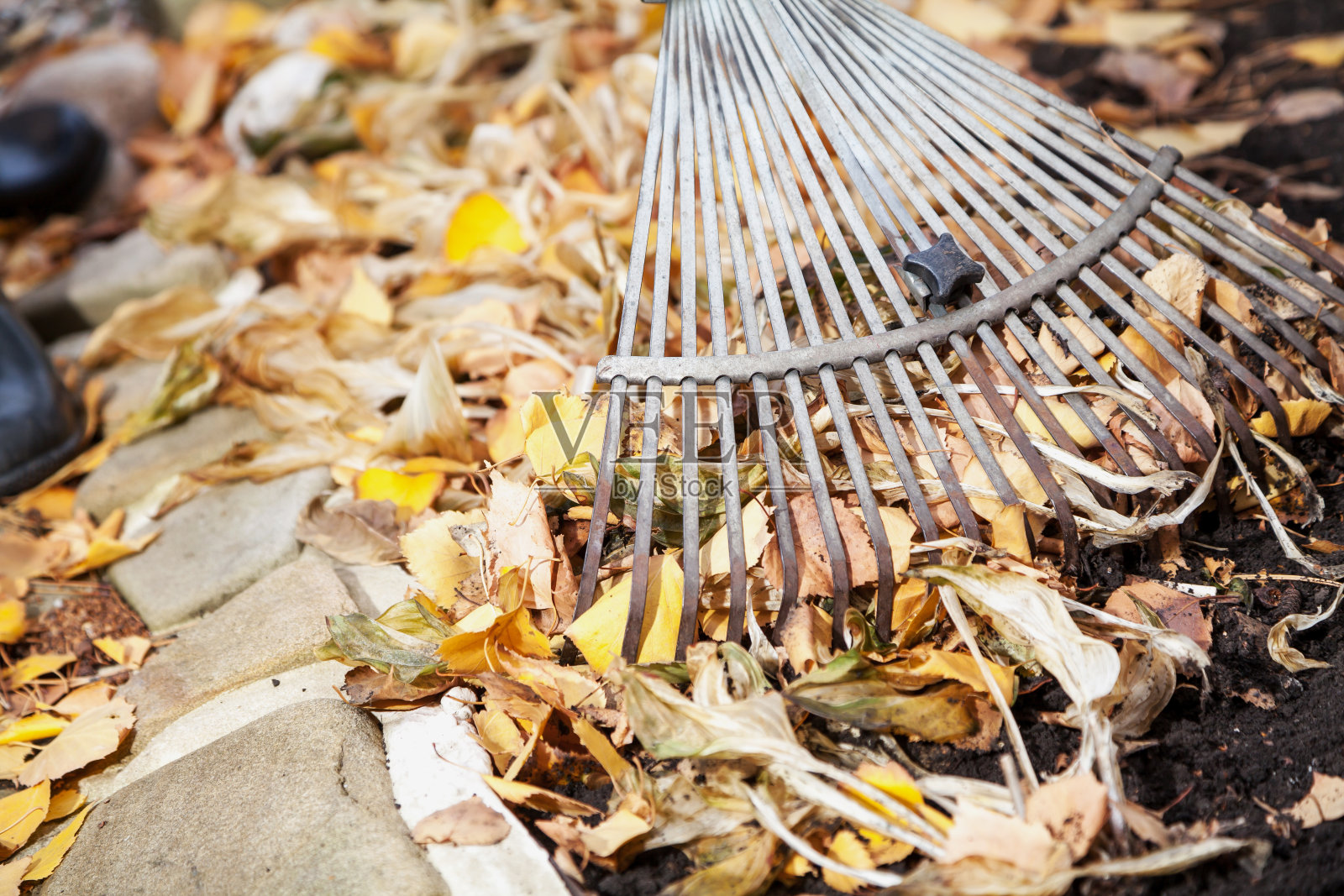 秋天的清洁。滚动的耙收集落叶照片摄影图片