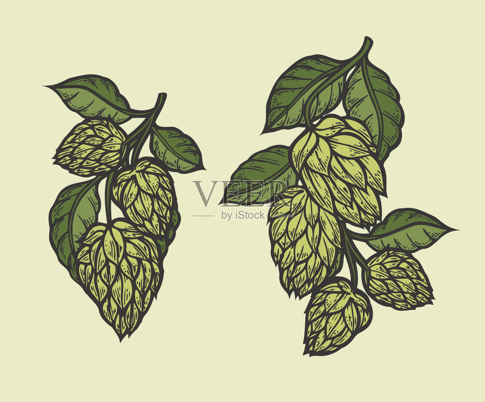 啤酒花和树叶插画图片素材