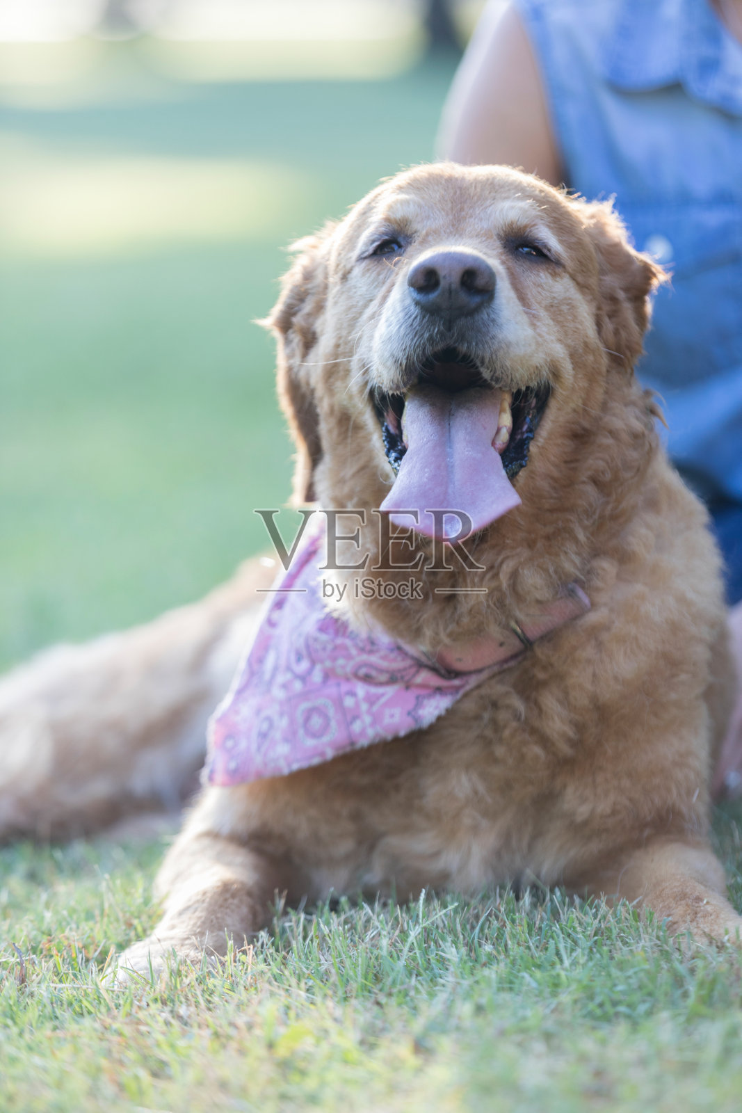 疲倦的狗在公园玩耍后放松照片摄影图片