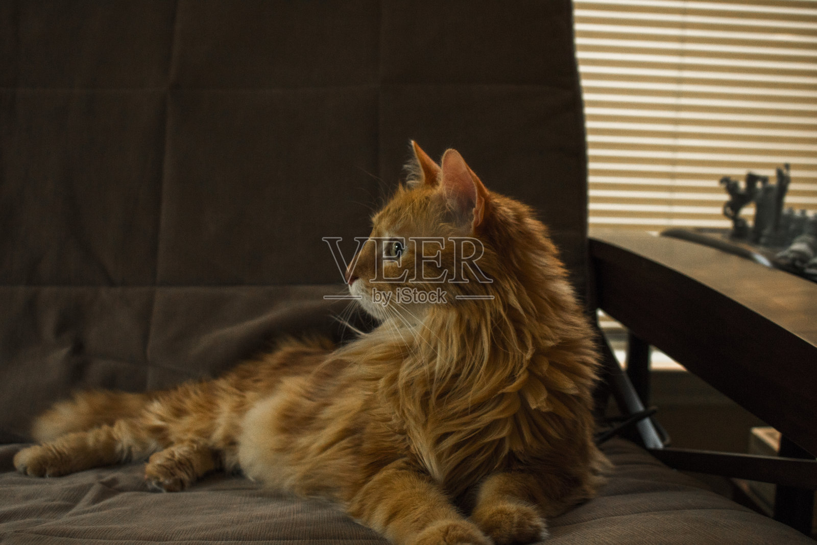 生物照片摄影图片