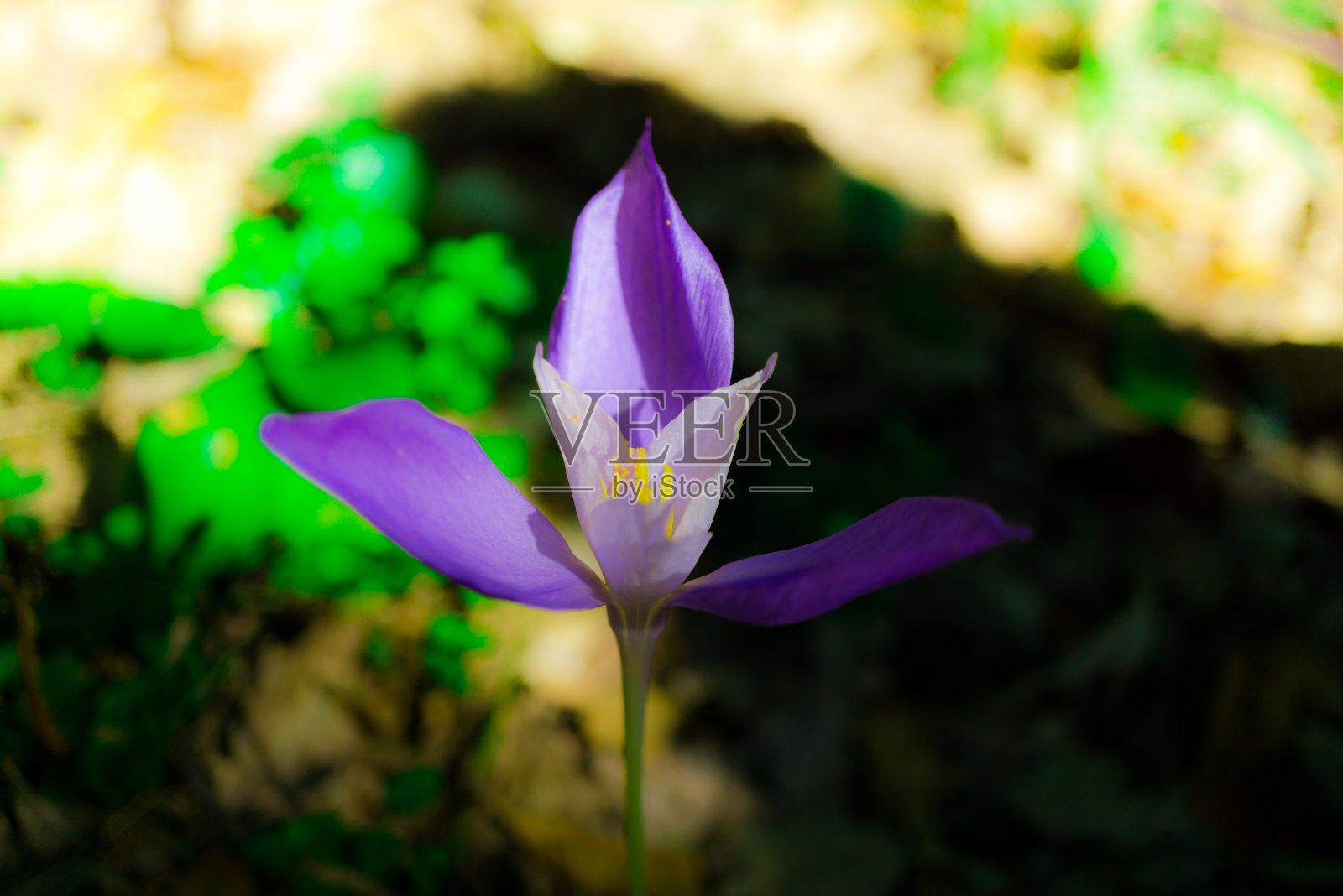 野花照片摄影图片