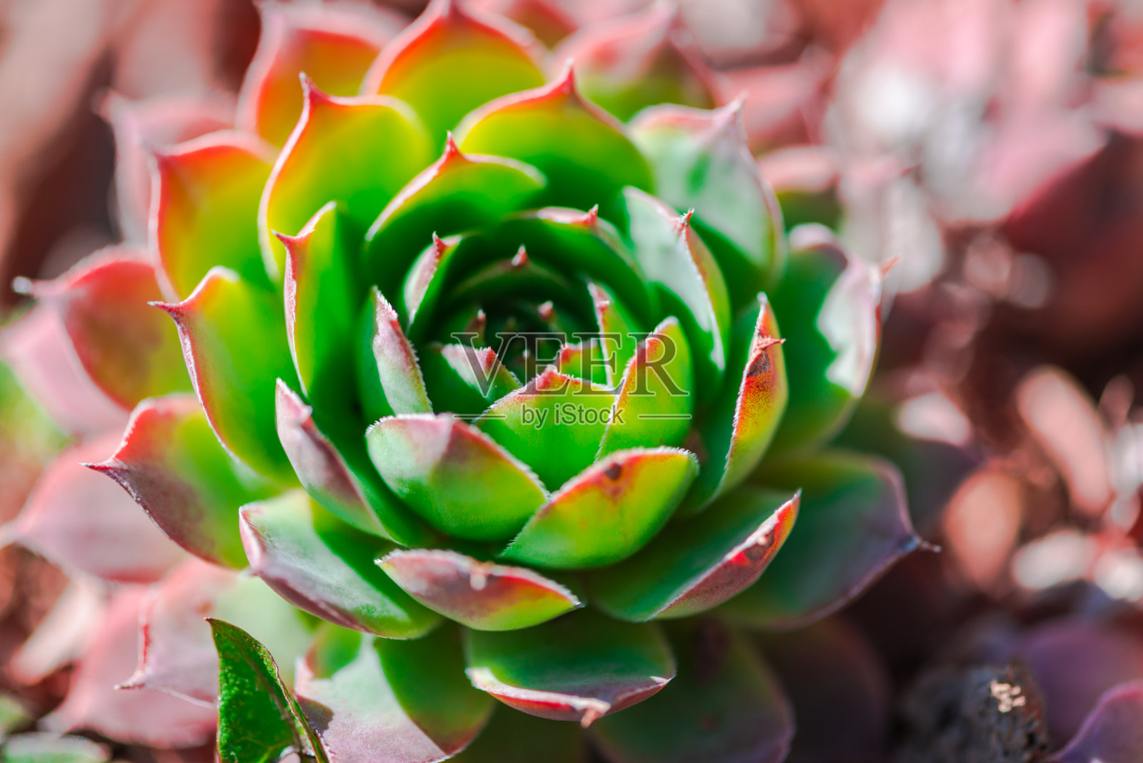 野花照片摄影图片