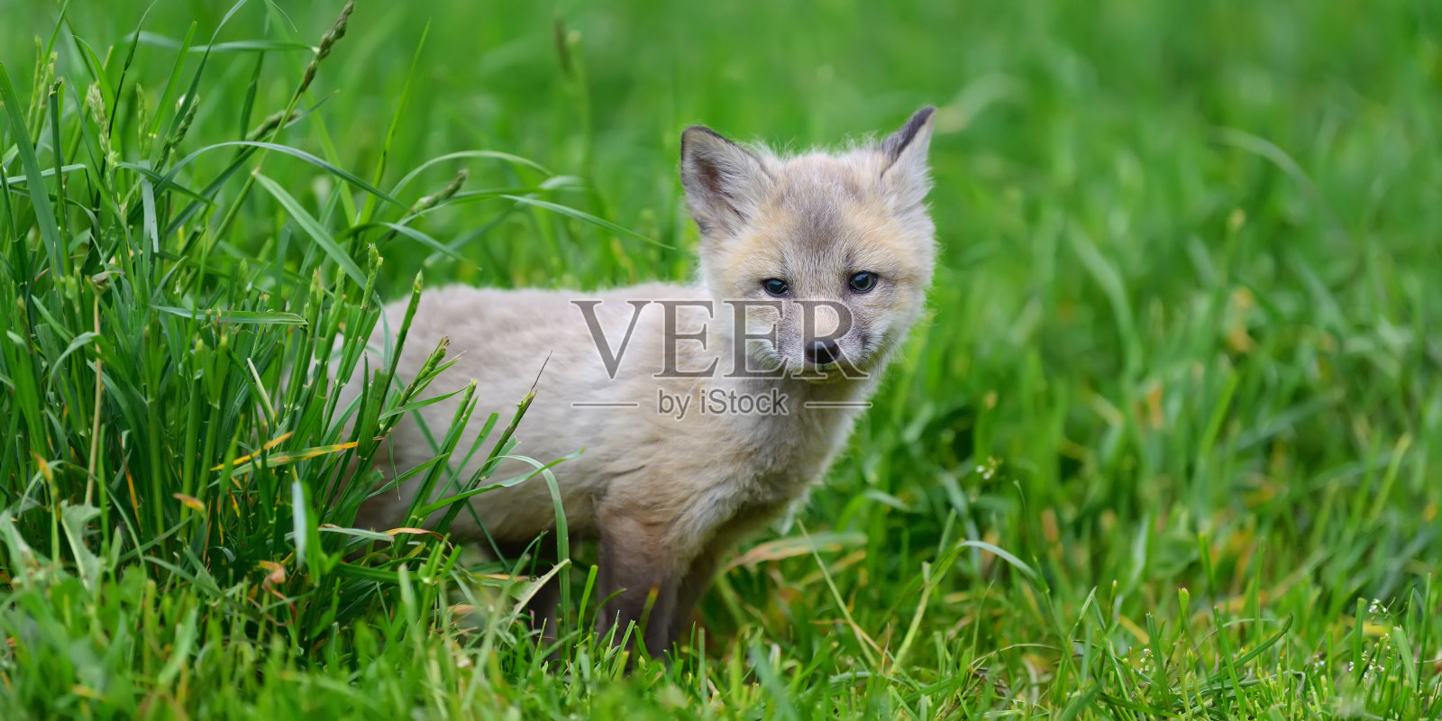 草丛中的小狐狸照片摄影图片