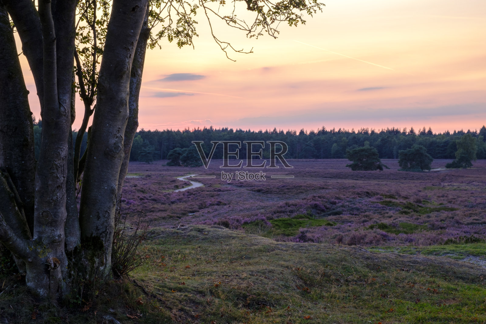 盛开的石南植物在希斯兰景观在夏季日落照片摄影图片