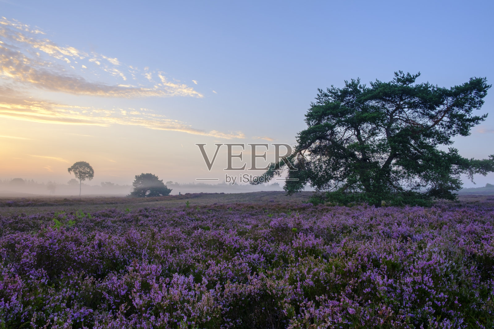 盛开的石南植物在希斯兰景观在夏季日出照片摄影图片