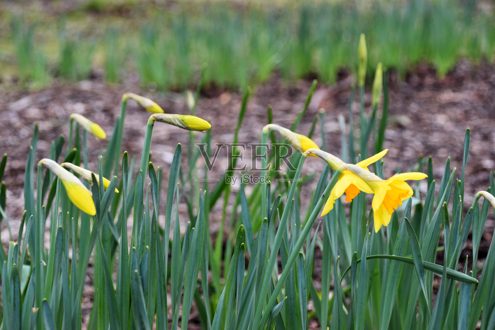 黄水仙花儿照片摄影图片