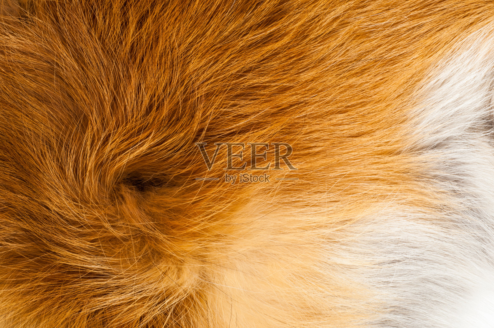 红狐皮照片摄影图片