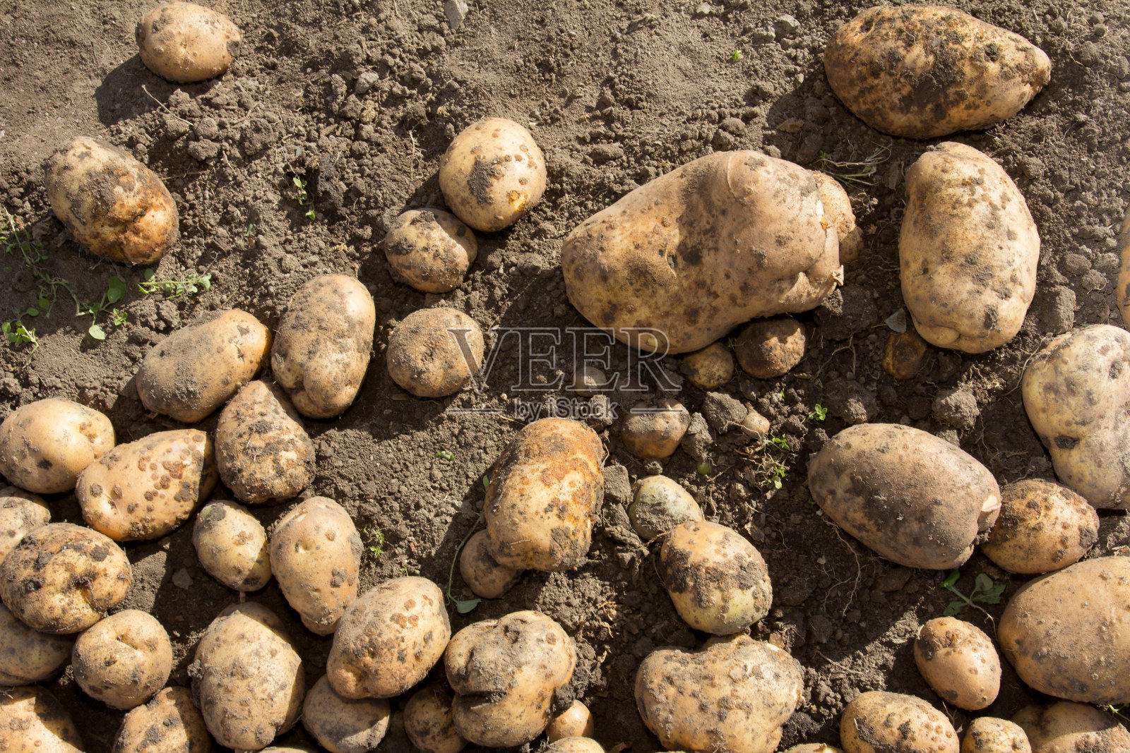 这个女人在挖土豆。土豆收成很好。土豆照片摄影图片