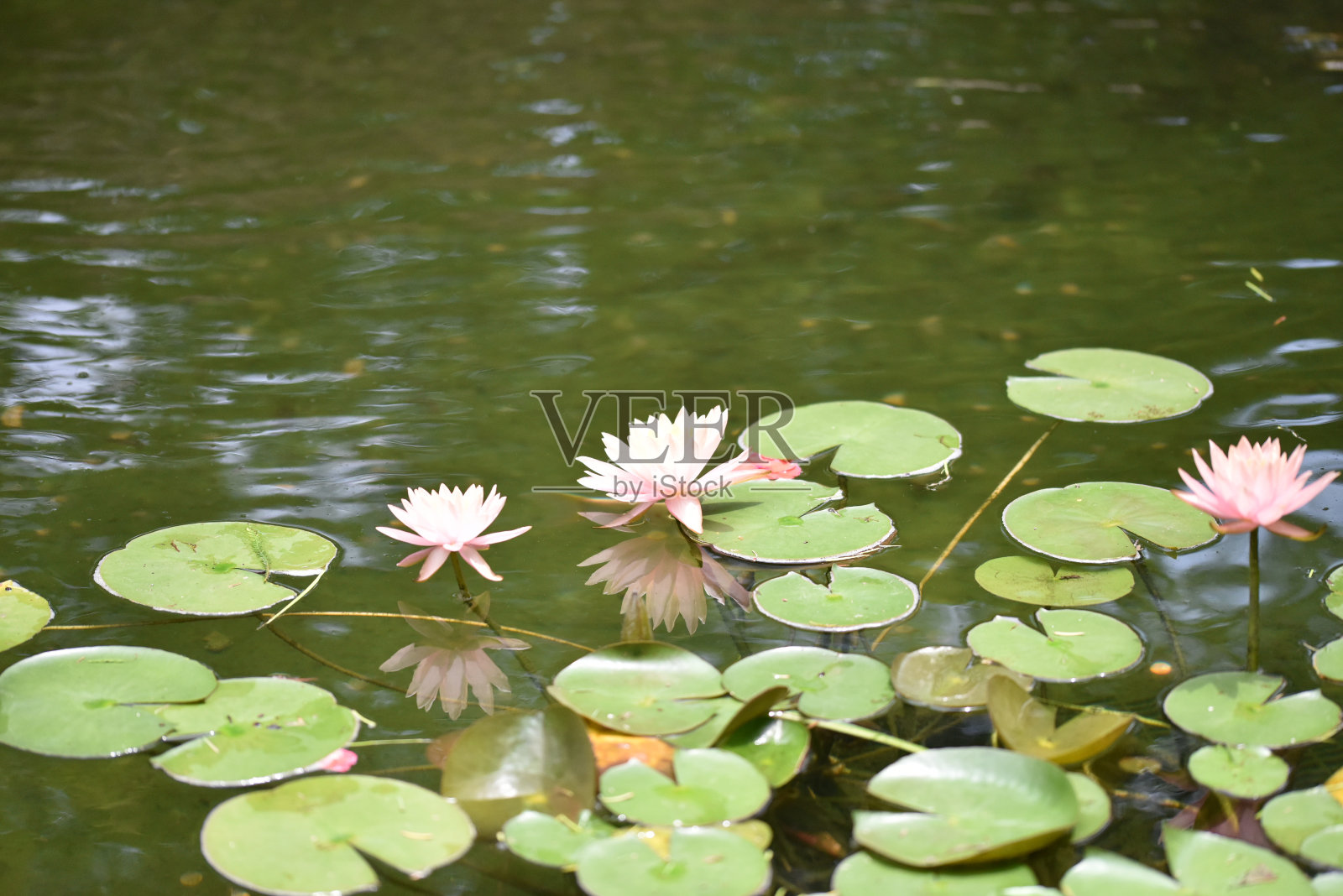 景观的aboretum照片摄影图片