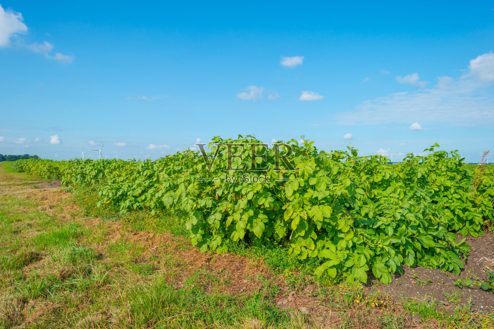 夏天阳光下的蔬菜田照片摄影图片