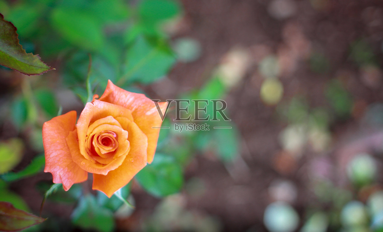 橙色玫瑰在花园里，正确的空间照片摄影图片